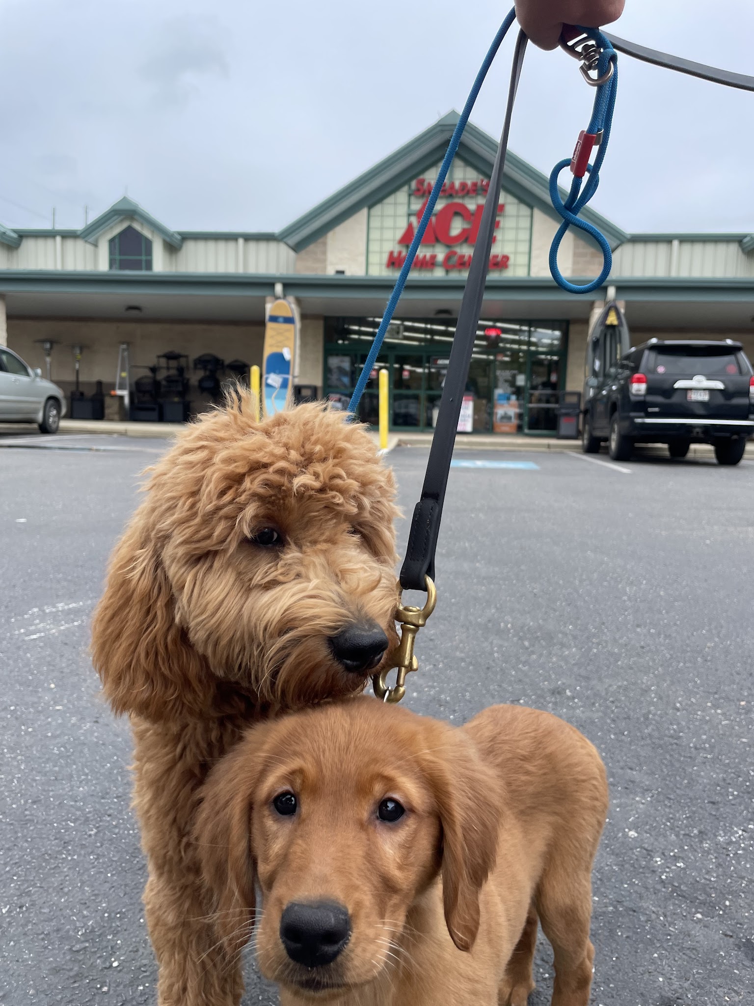 Southern Maryland Canine Academy - ,