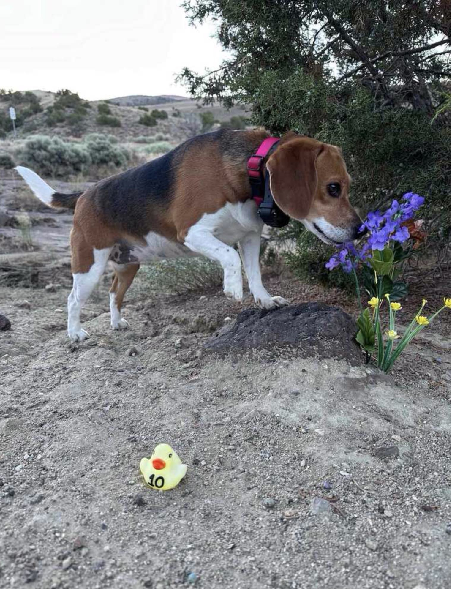 Dizzy Lizzie’s Dog Park - Spanish Springs, NV