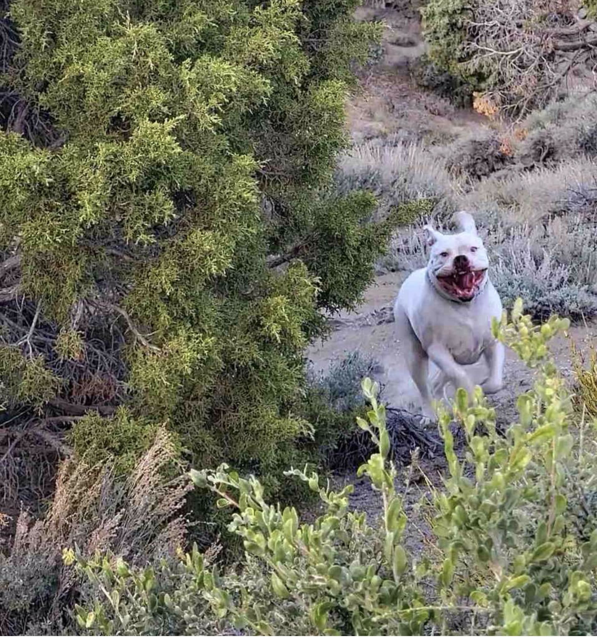 Dizzy Lizzie’s Dog Park - Spanish Springs, NV