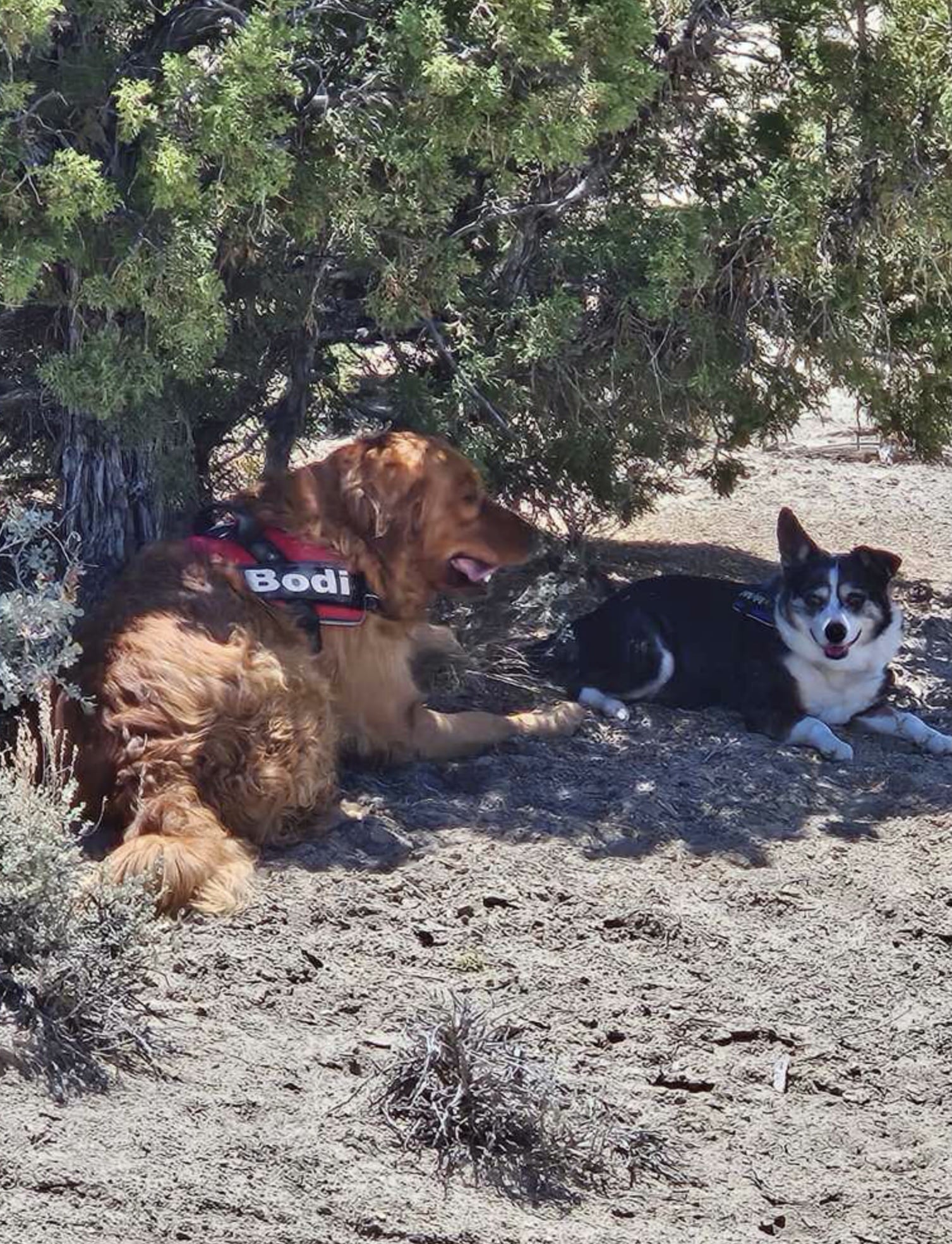 Dizzy Lizzie’s Dog Park - Spanish Springs, NV