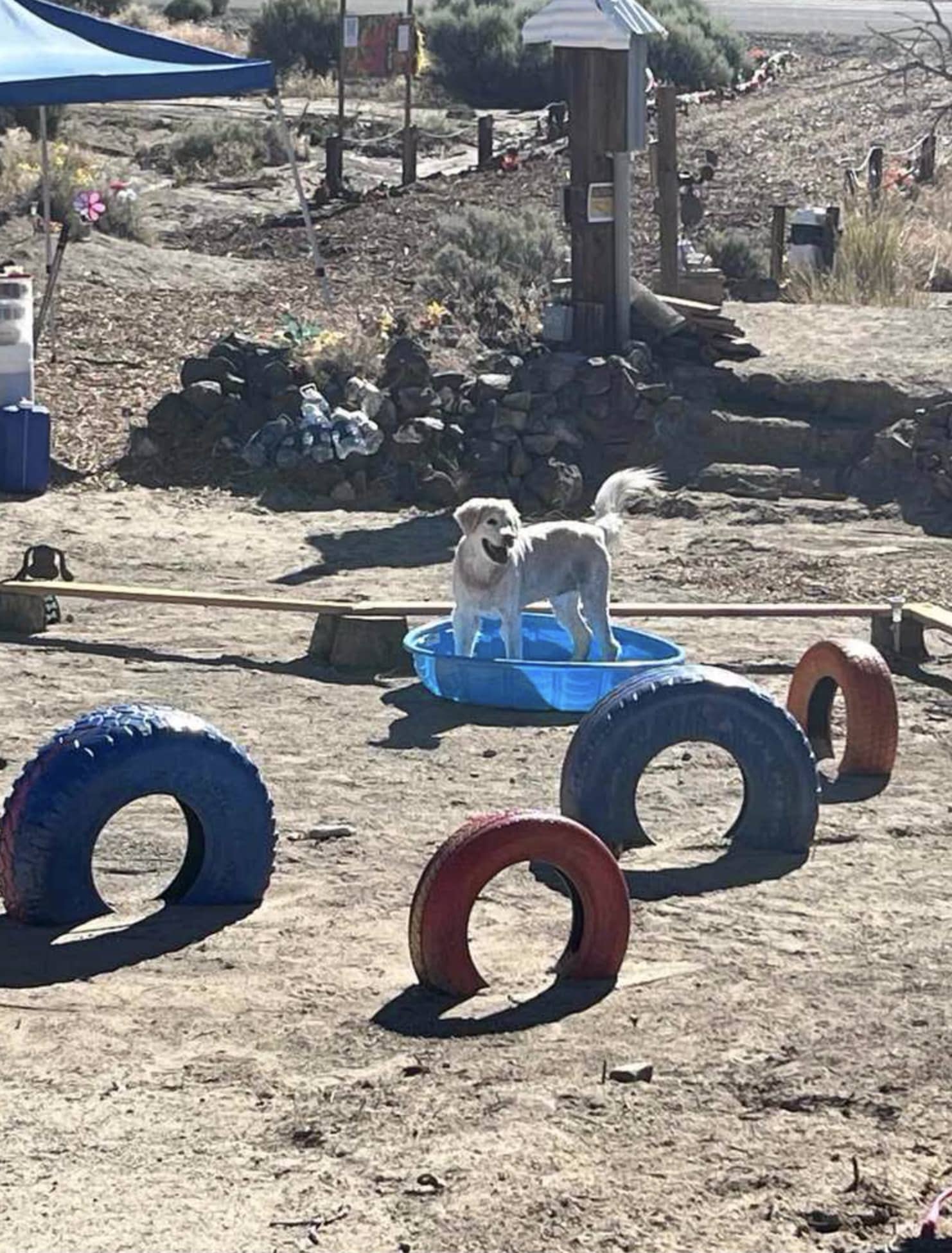 Dizzy Lizzie’s Dog Park - Spanish Springs, NV