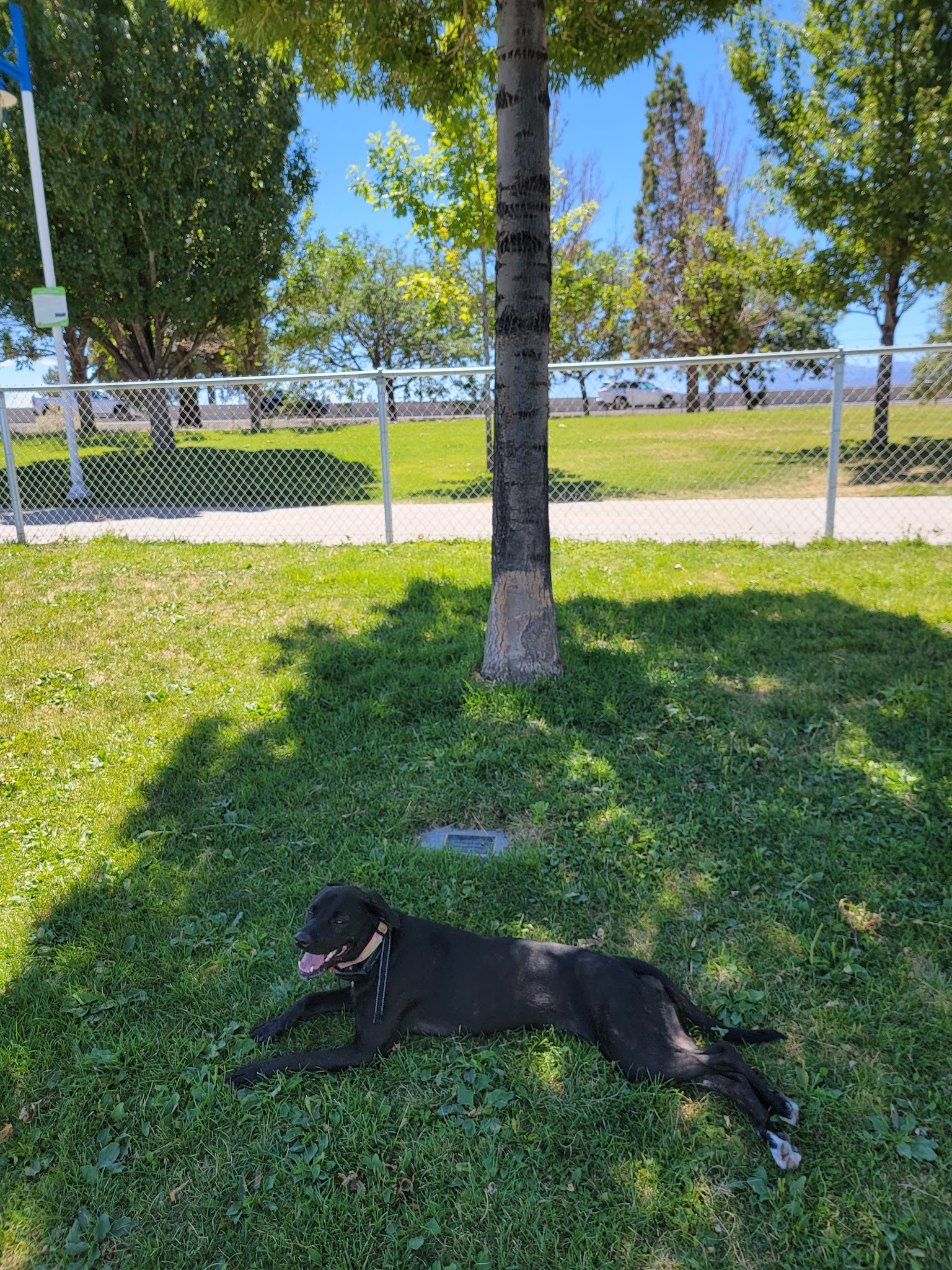 Sparks Marina Dog Park - Sparks, NV