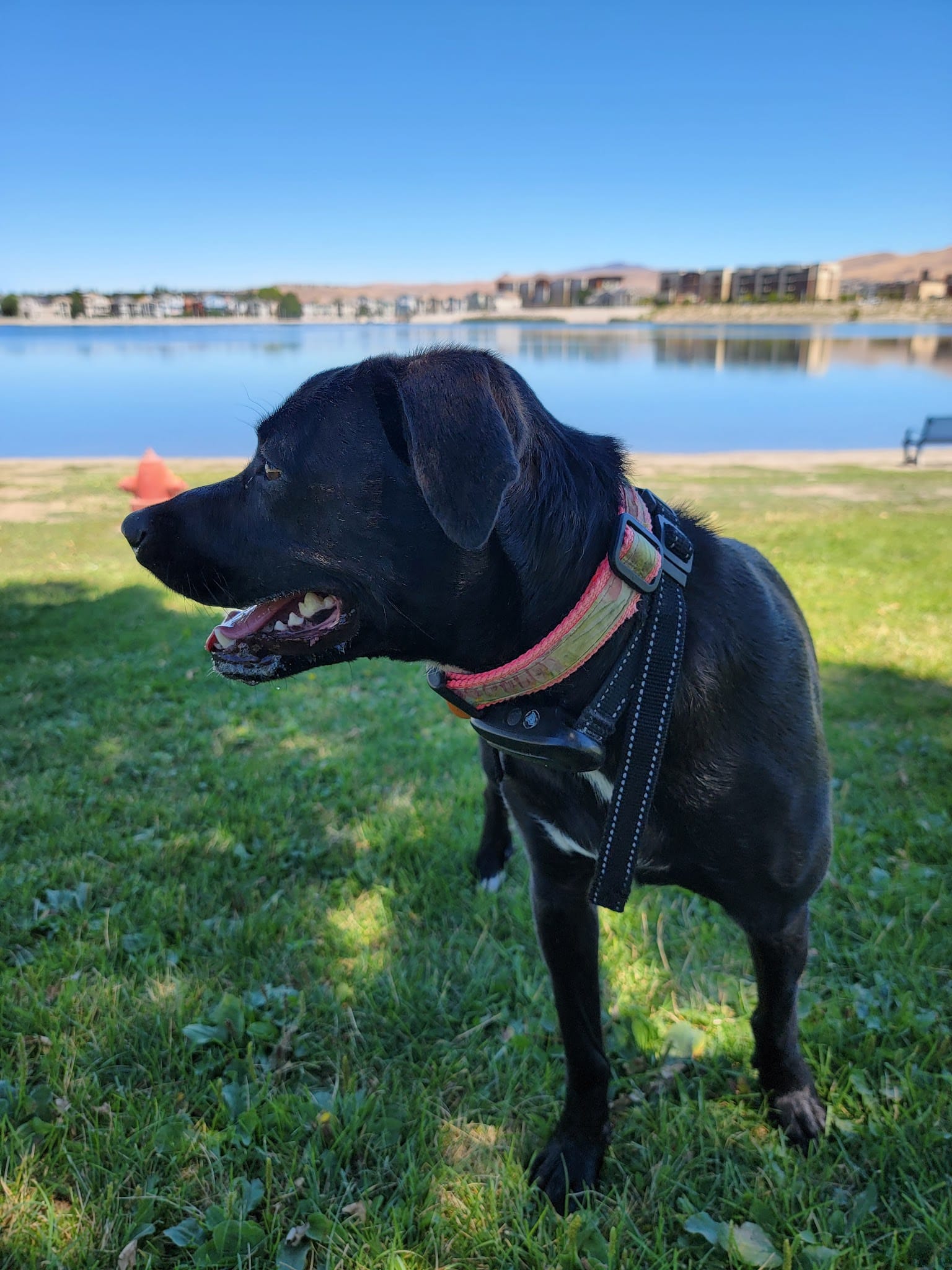 Sparks Marina Dog Park - Sparks, NV