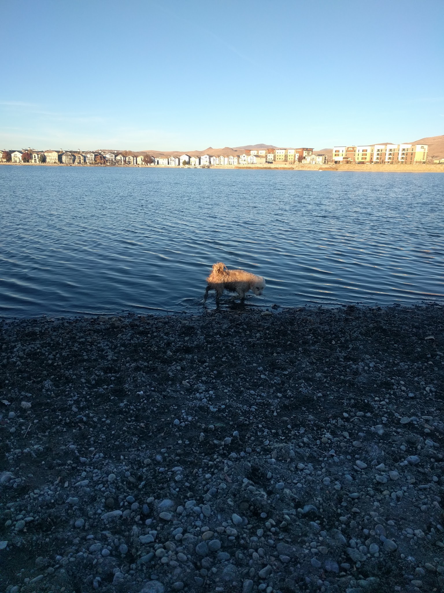 Sparks Marina Dog Park - Sparks, NV