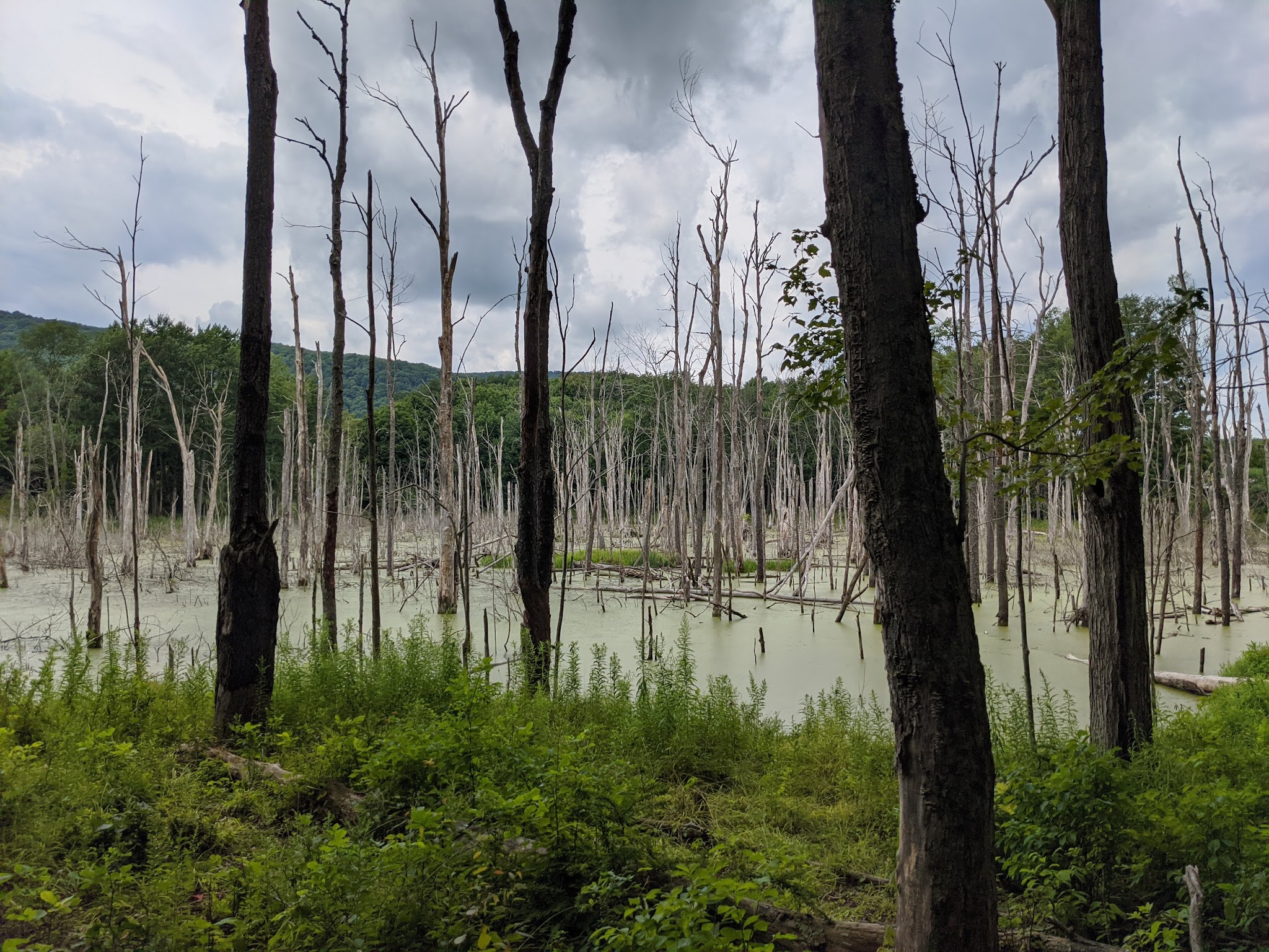 Lindsay-Parsons Biodiversity Preserve - Spencer, NY