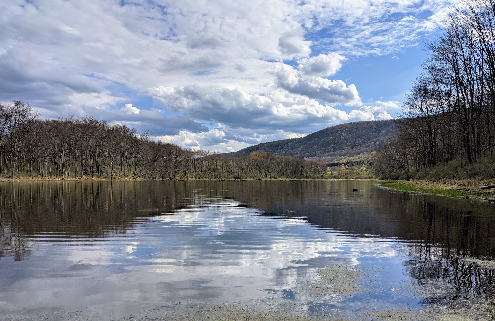 Lindsay-Parsons Biodiversity Preserve - Spencer, NY