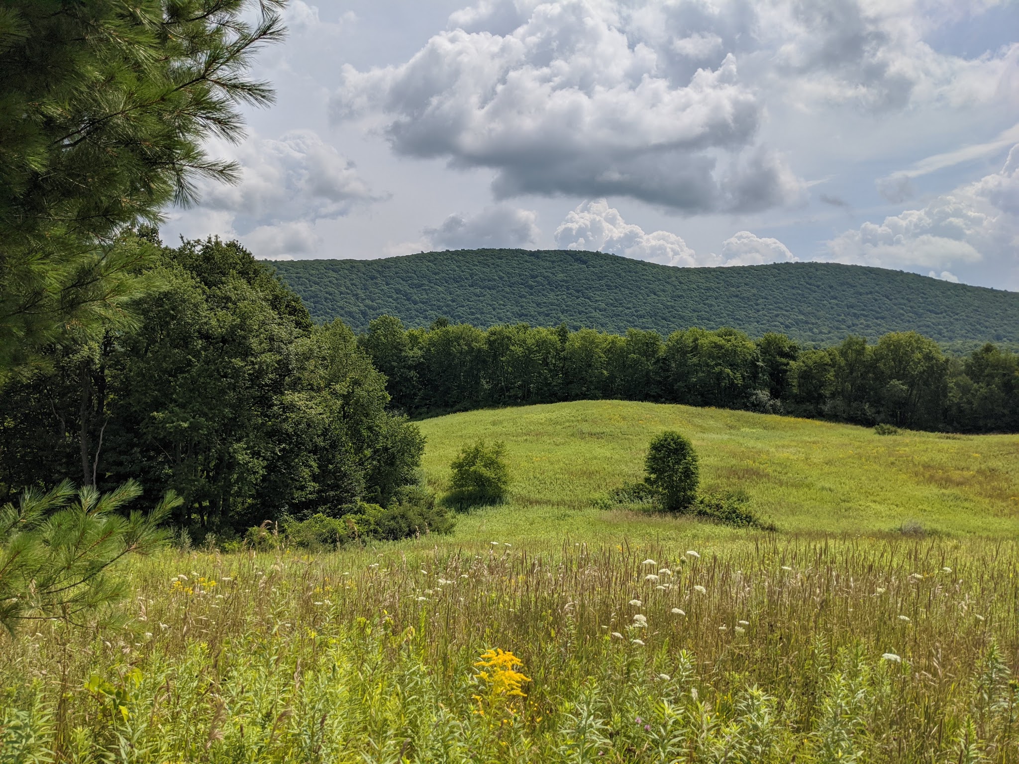 Lindsay-Parsons Biodiversity Preserve - Spencer, NY