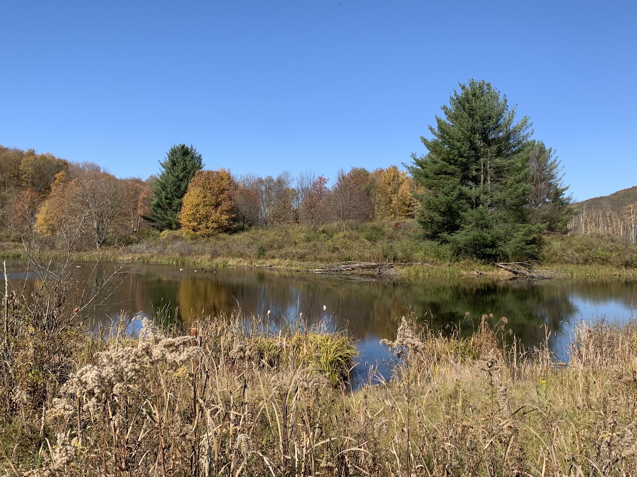 Lindsay-Parsons Biodiversity Preserve - Spencer, NY