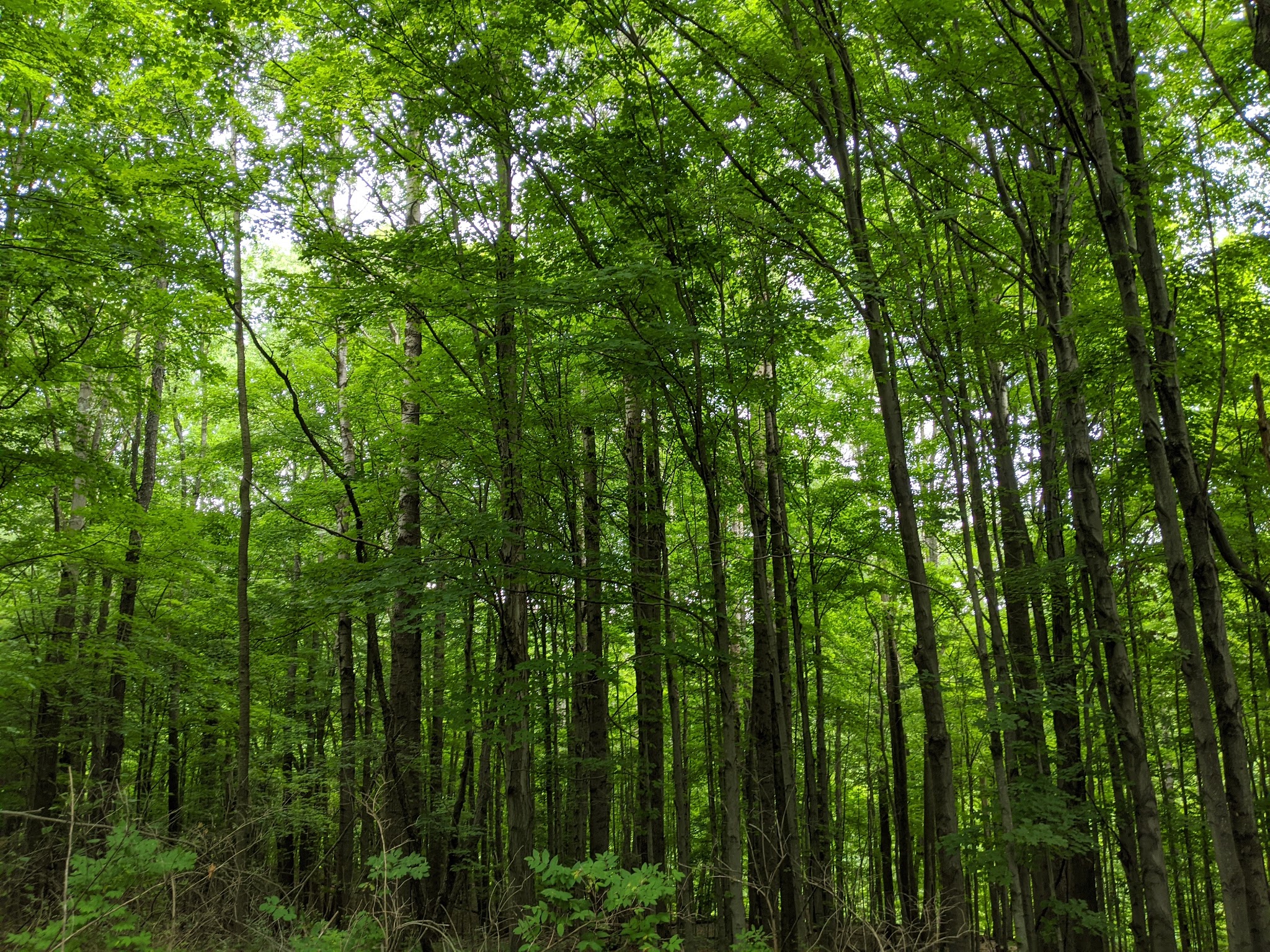 Lindsay-Parsons Biodiversity Preserve - Spencer, NY