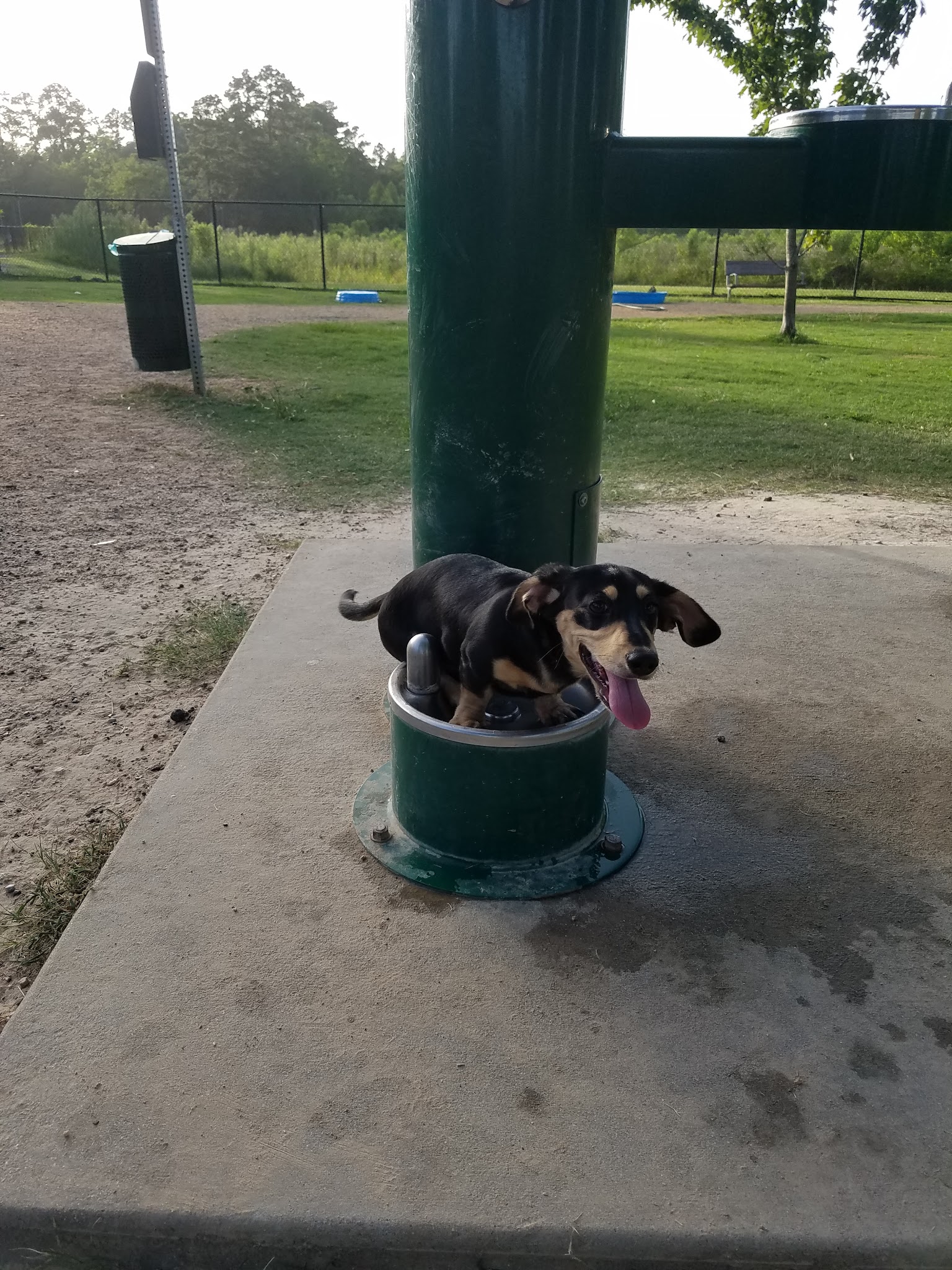 Meyer Dog Park - Spring, TX