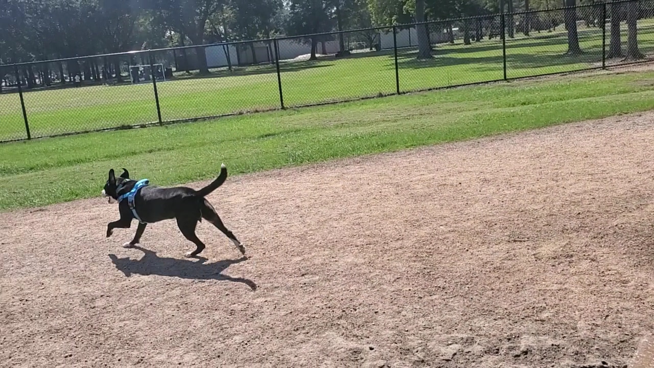 Meyer Dog Park - Spring, TX