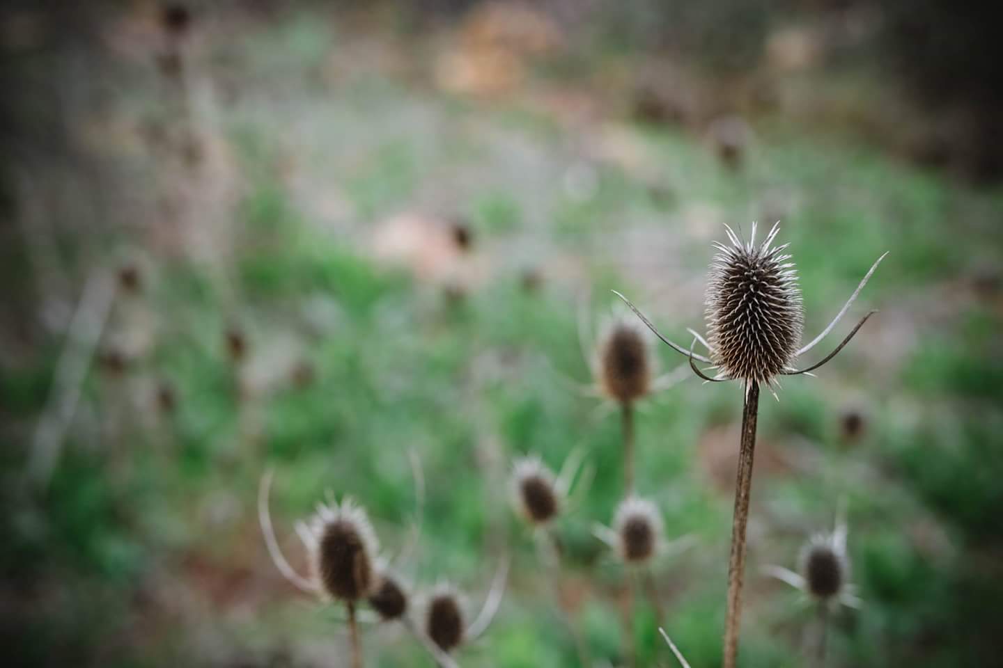 Bancroft Creek - Spring Valley, CA