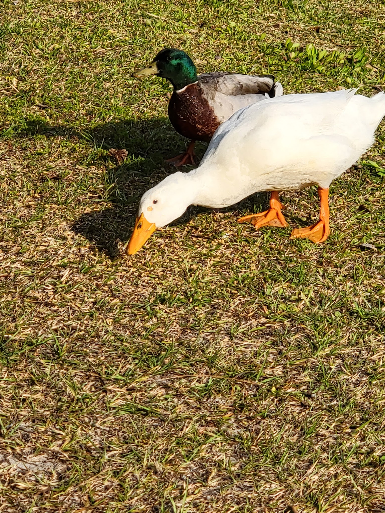 Baker Lake - Springfield, GA