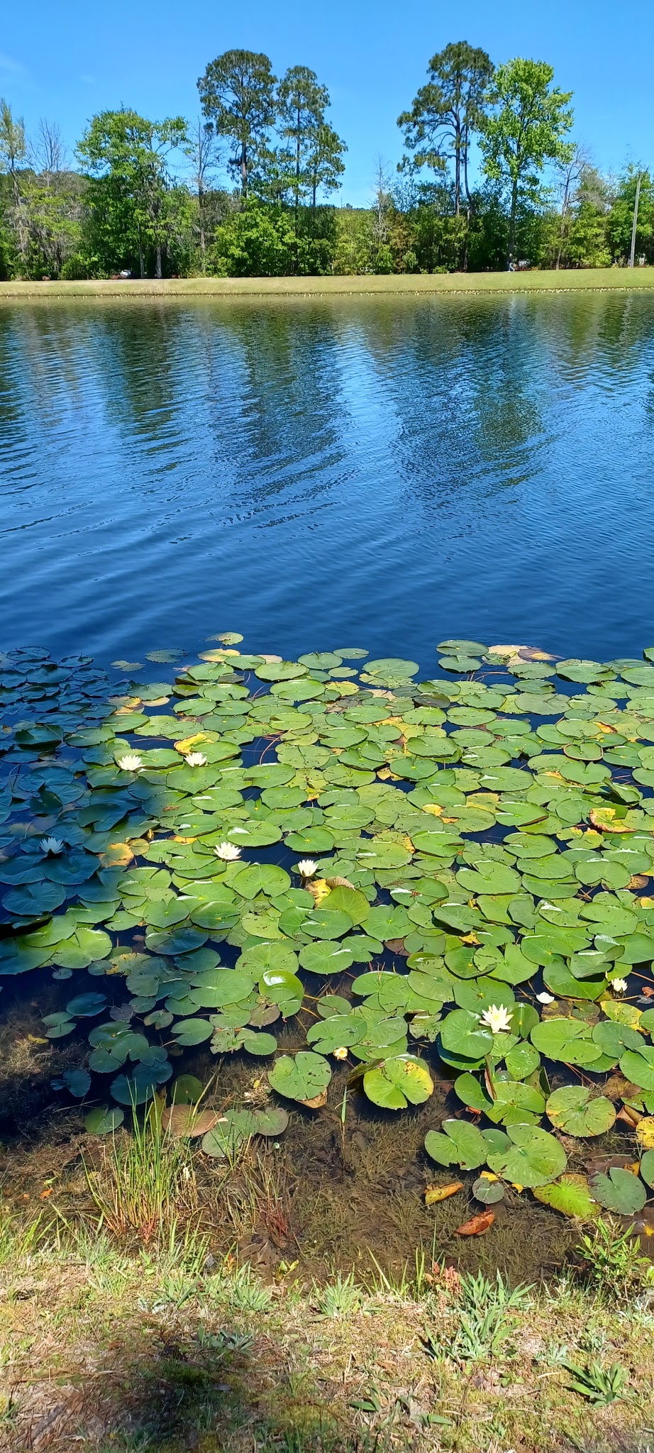 Baker Lake - Springfield, GA