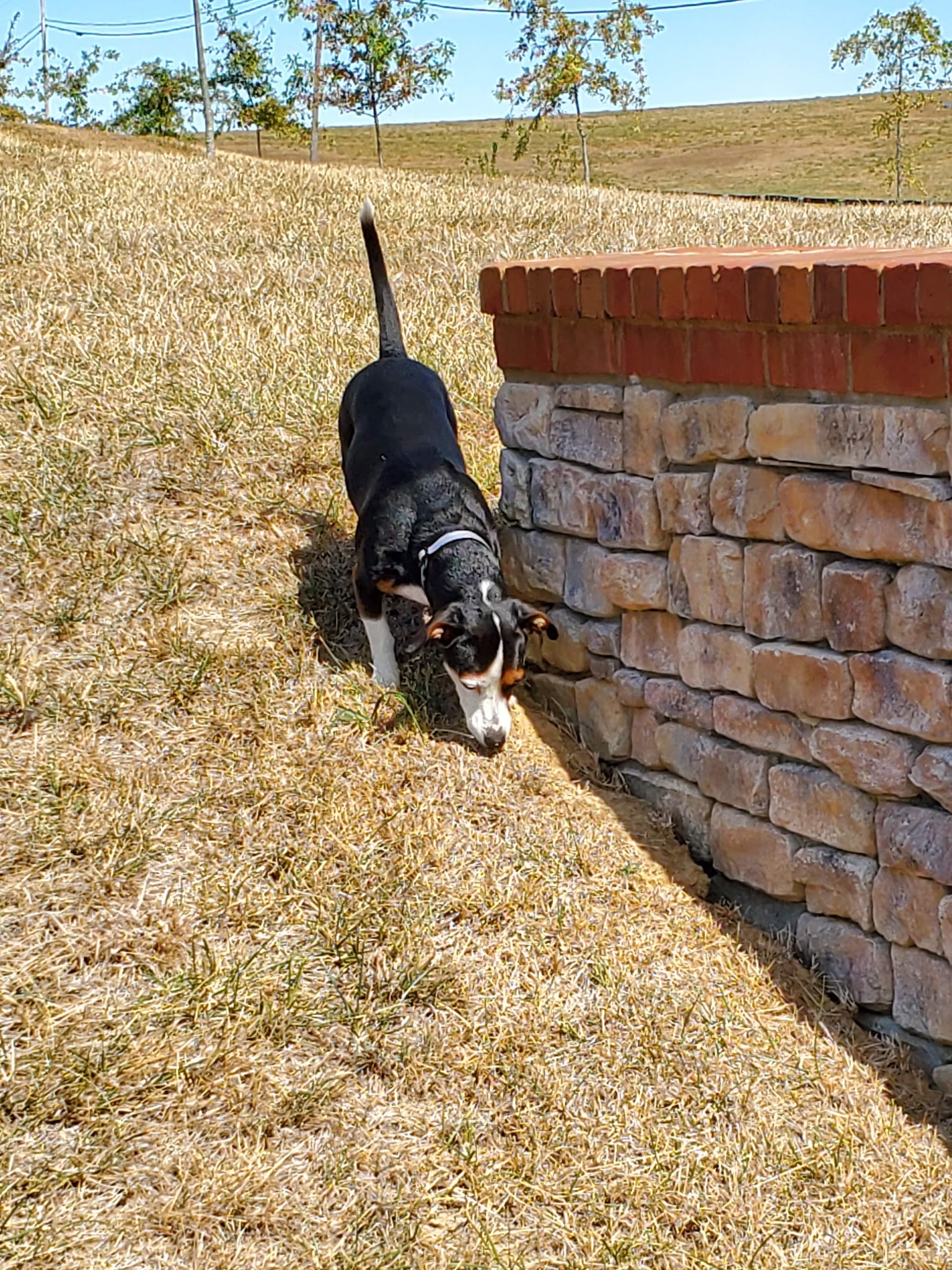 Idle Hour Park - Springfield, KY