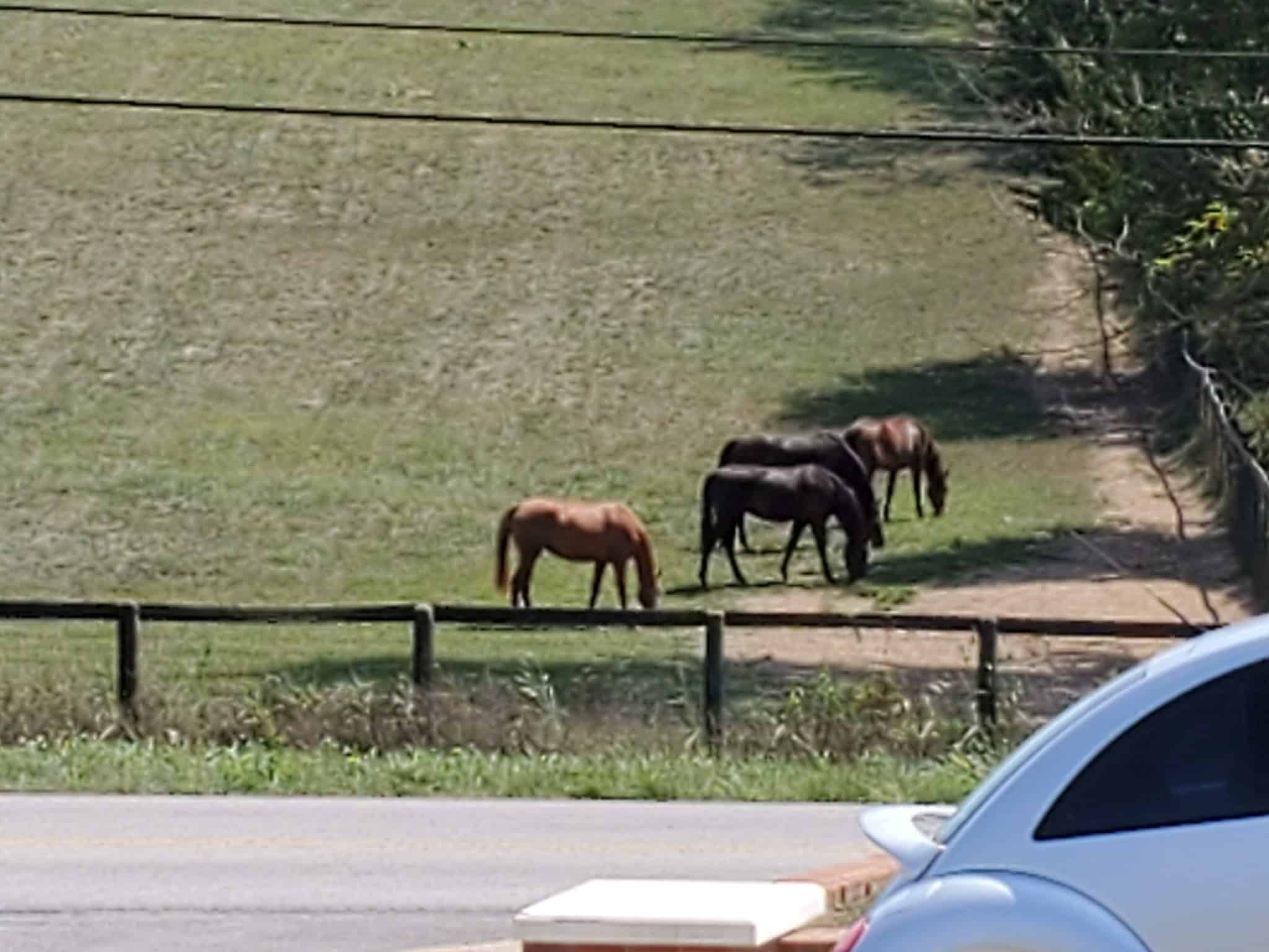 Idle Hour Park - Springfield, KY