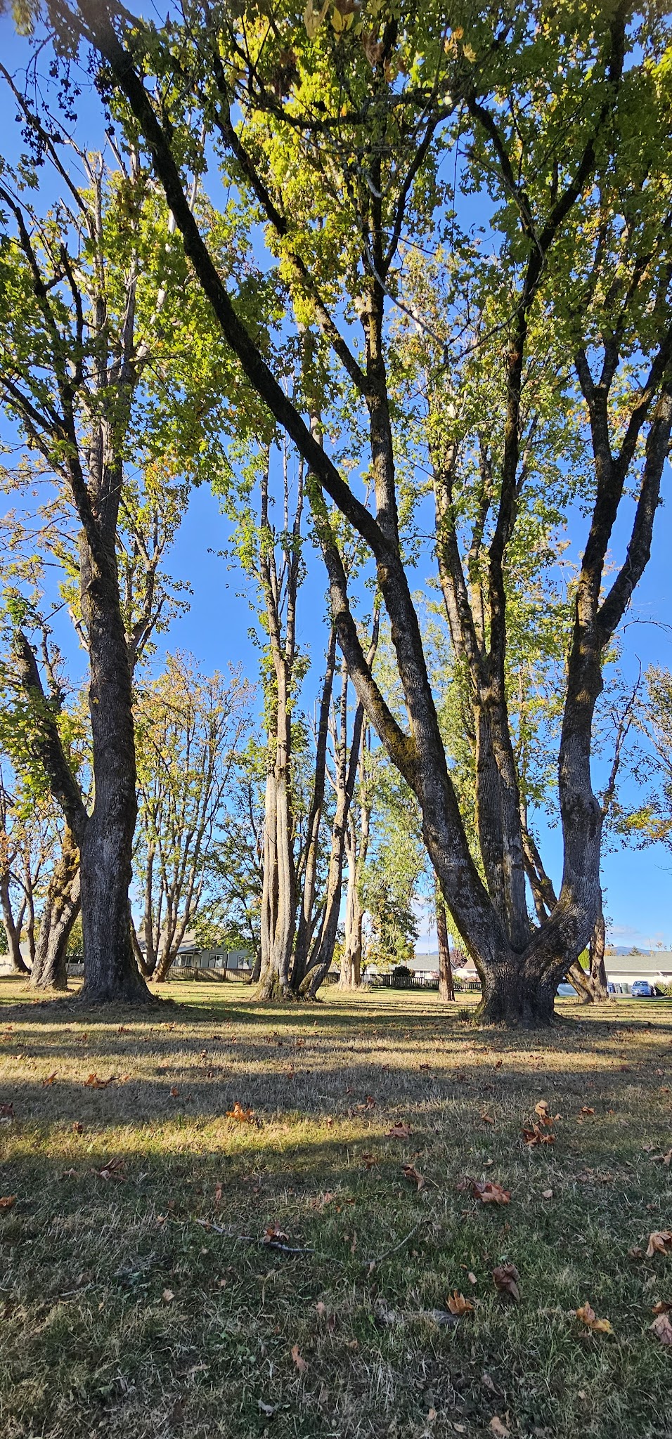 Douglas Gardens Park - Springfield, OR