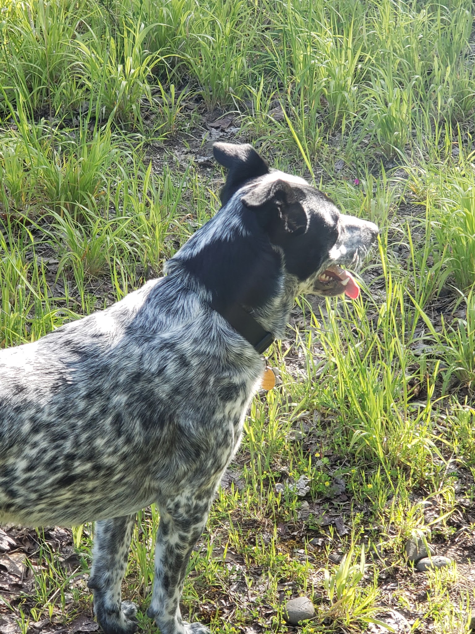 Douglas Gardens Park - Springfield, OR