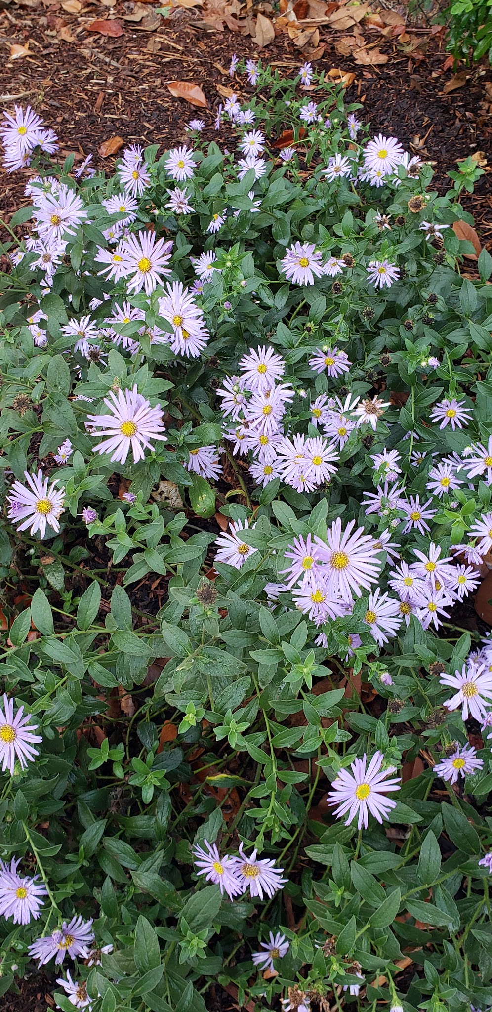 Wallace M. Ruff Jr. Memorial Park - Springfield, OR