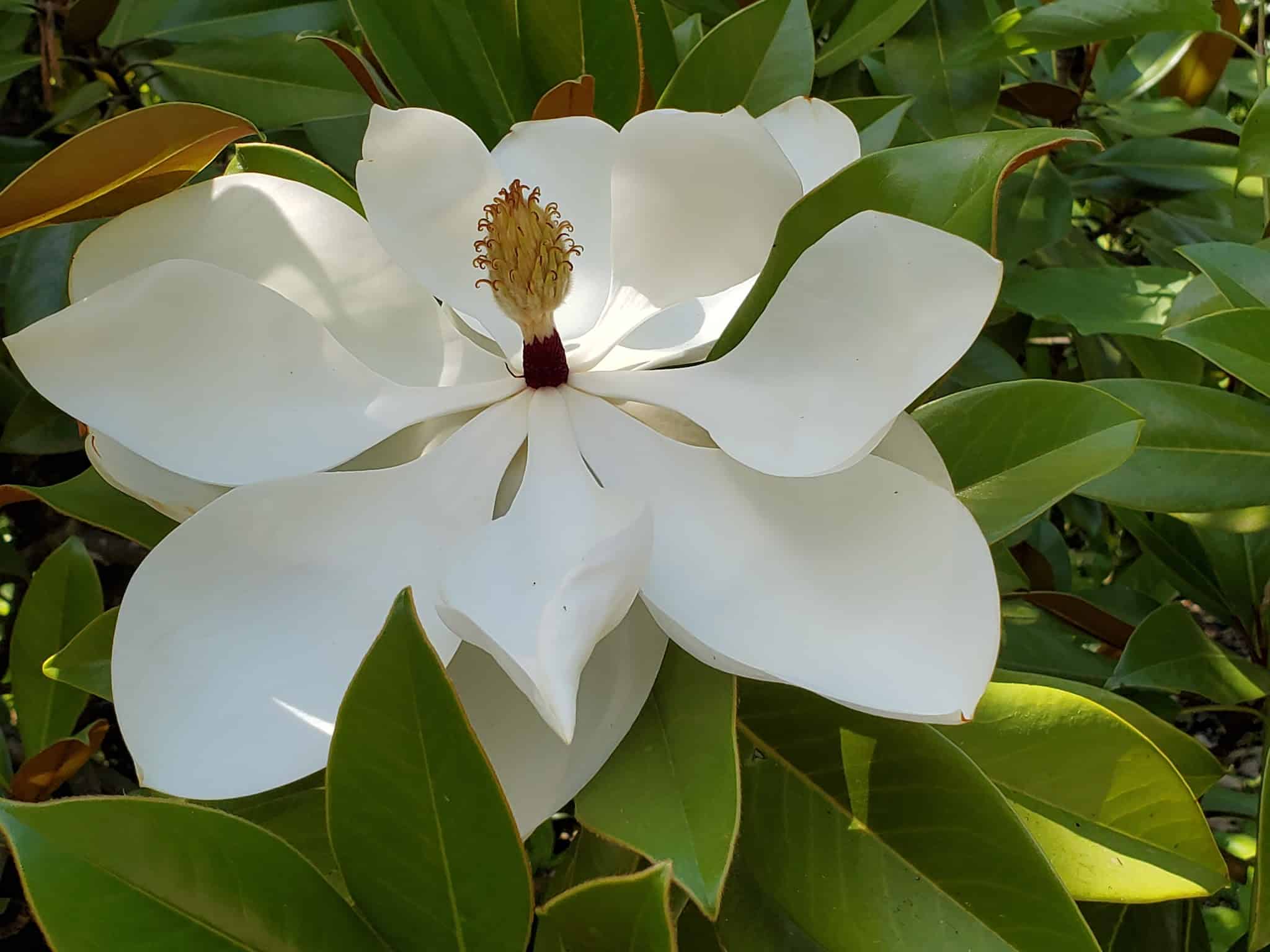 Wallace M. Ruff Jr. Memorial Park - Springfield, OR