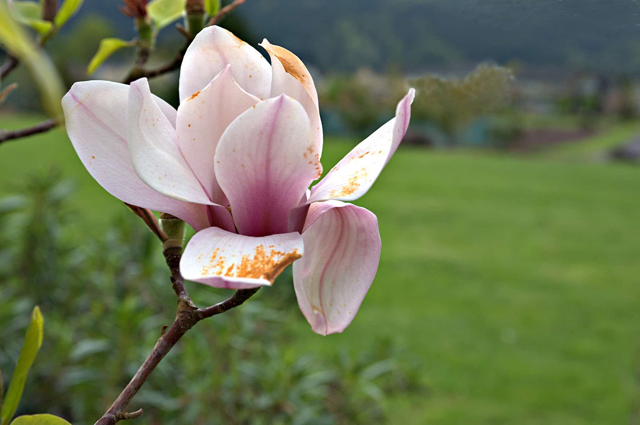 Wallace M. Ruff Jr. Memorial Park - Springfield, OR