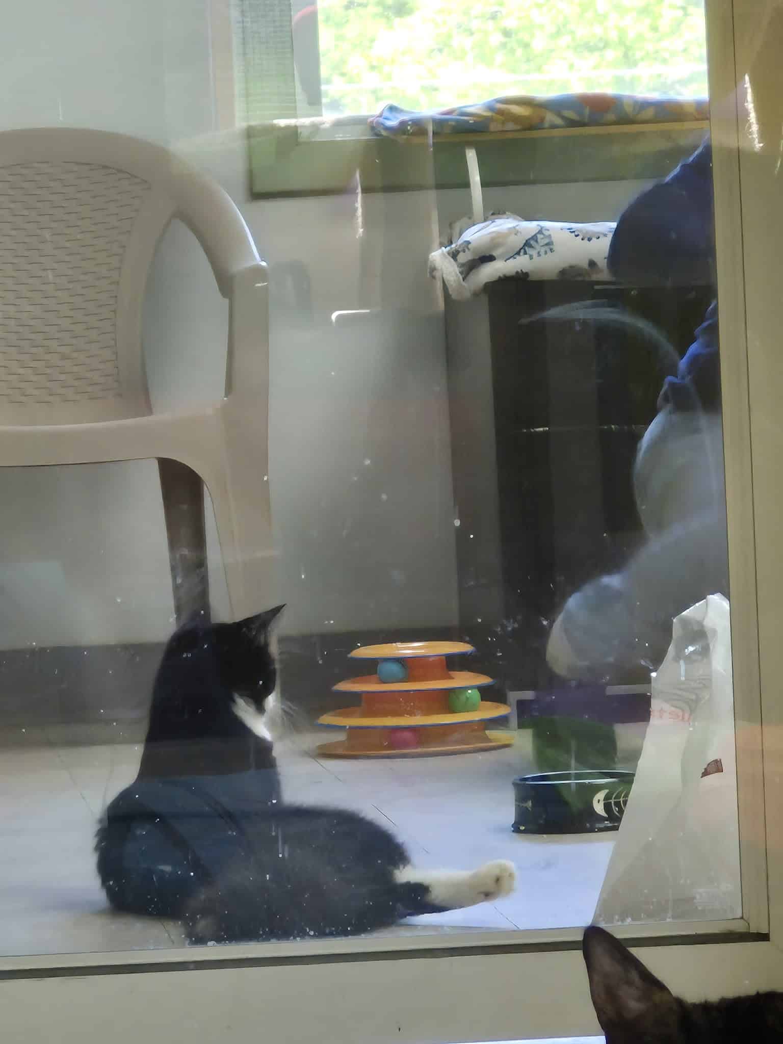 Springfield Humane Society - Springfield, VT