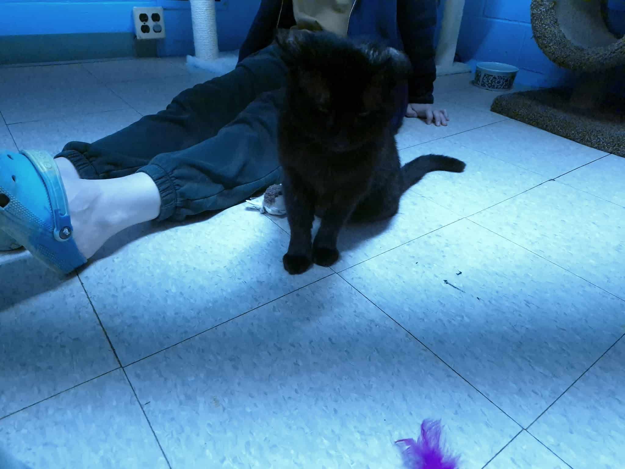 Springfield Humane Society - Springfield, VT