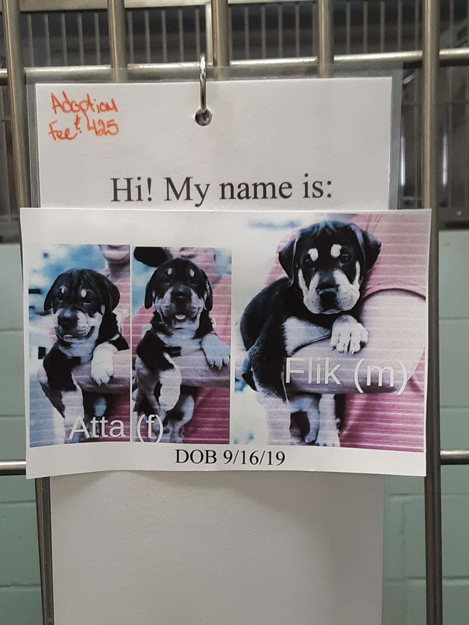 Springfield Humane Society - Springfield, VT