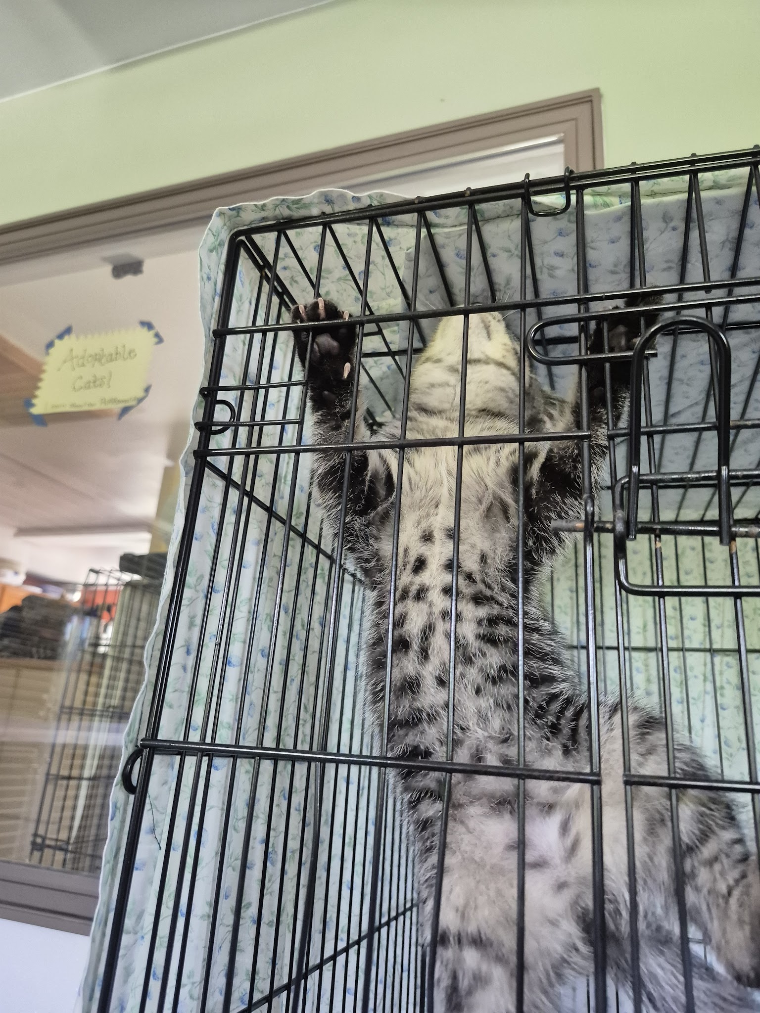 Springfield Humane Society - Springfield, VT