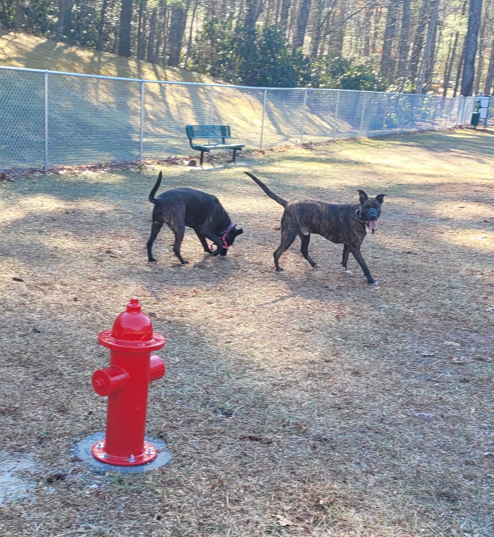 Spruce Pine Dog Park - Spruce Pine, NC