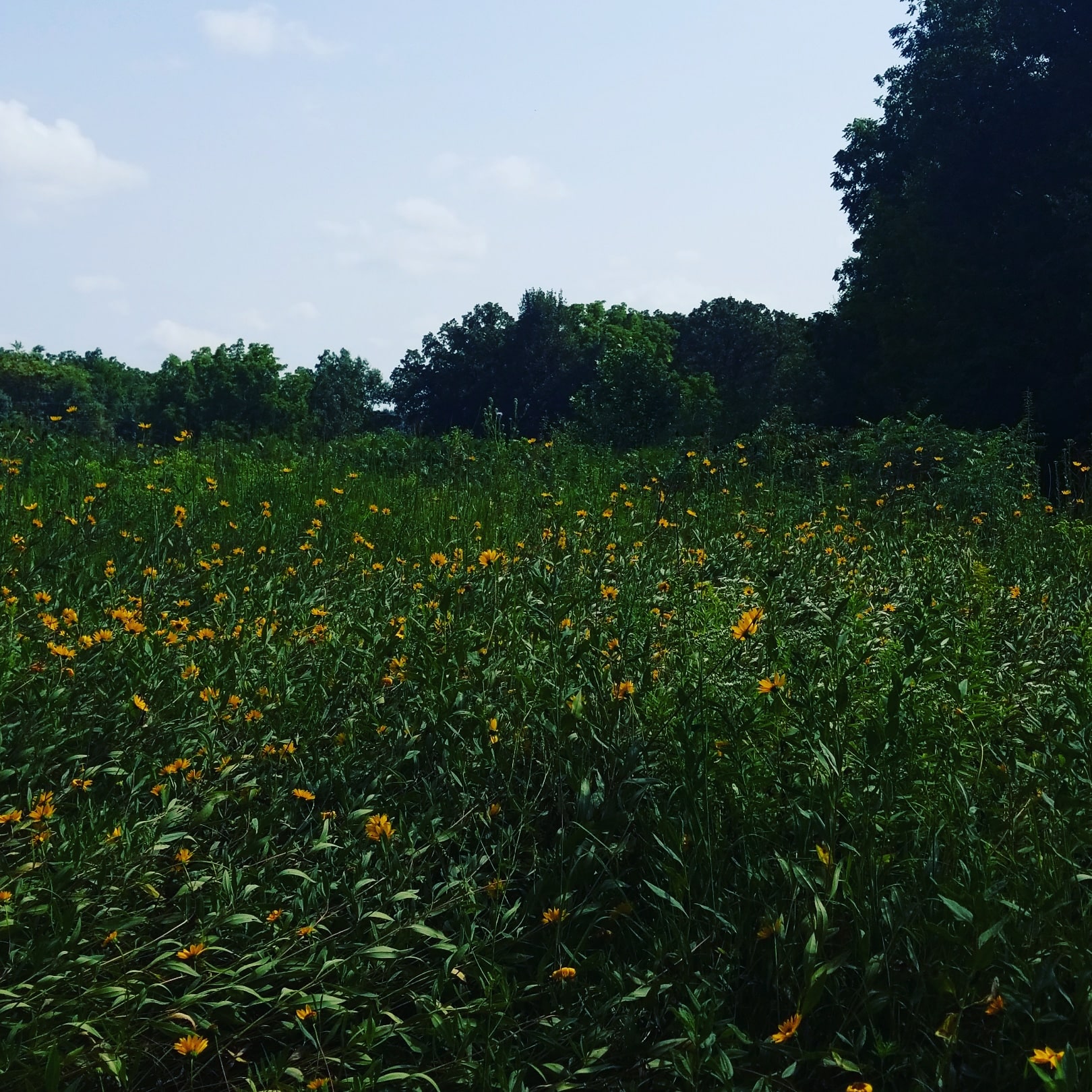 Cedar River Sportsman's Park - St Ansgar, IA