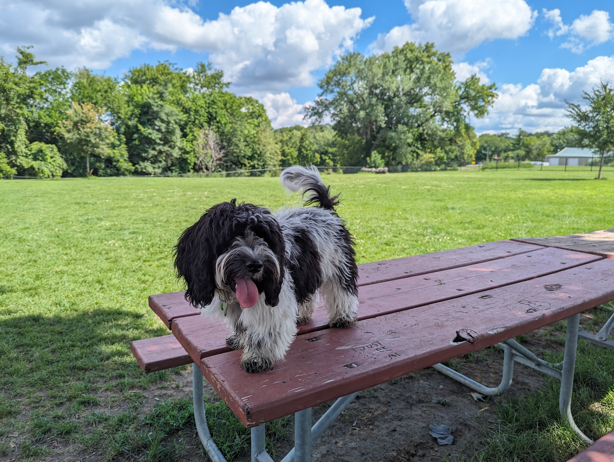 Dog Park - St. Charles, IL