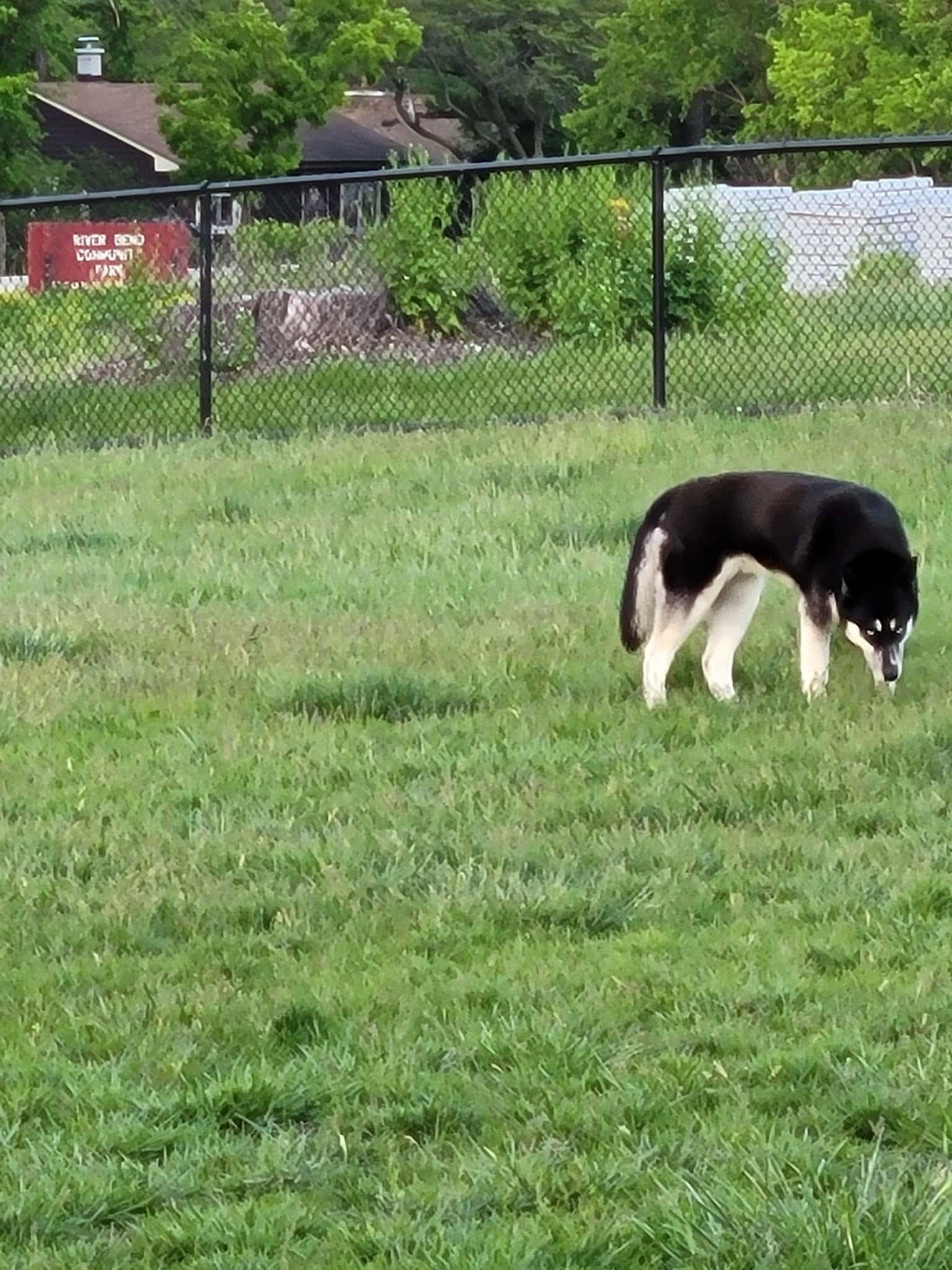 Dog Park - St. Charles, IL