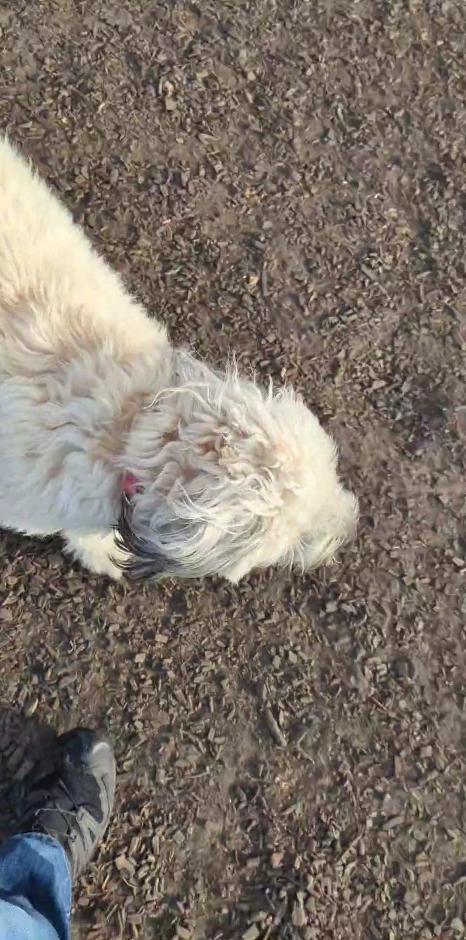 James O. Breen Community Dog Park - St. Charles, IL