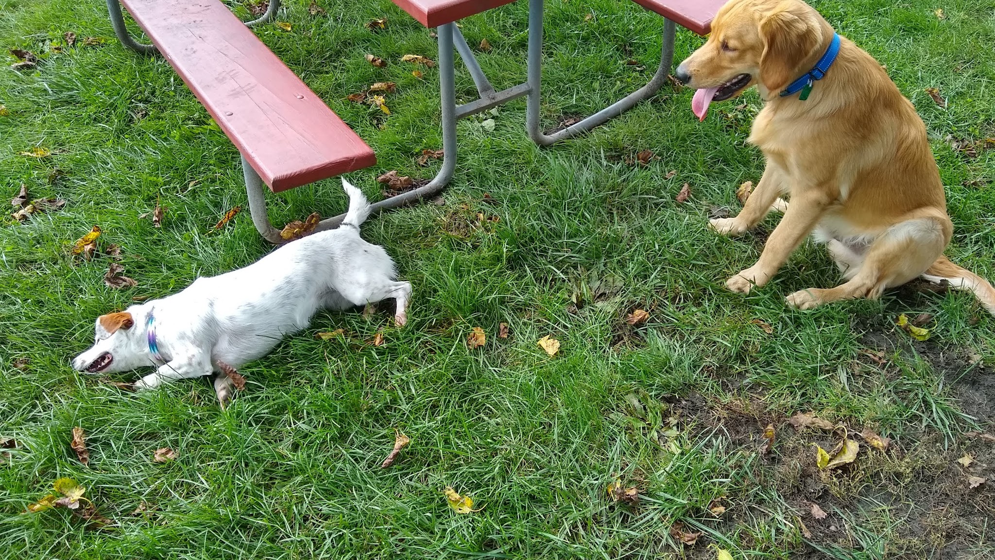 James O. Breen Community Dog Park - St. Charles, IL