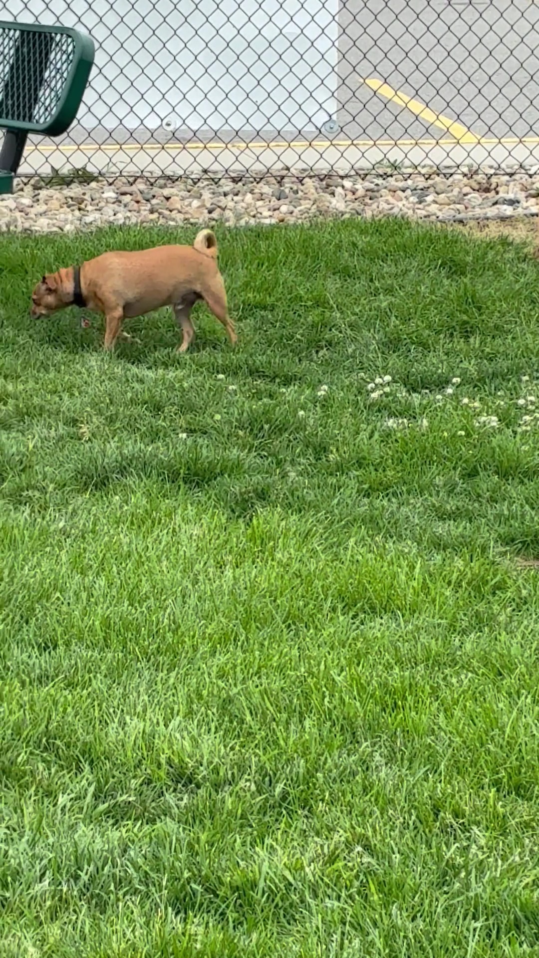 Dog Park at Love's Travel Stops - St Charles, MN
