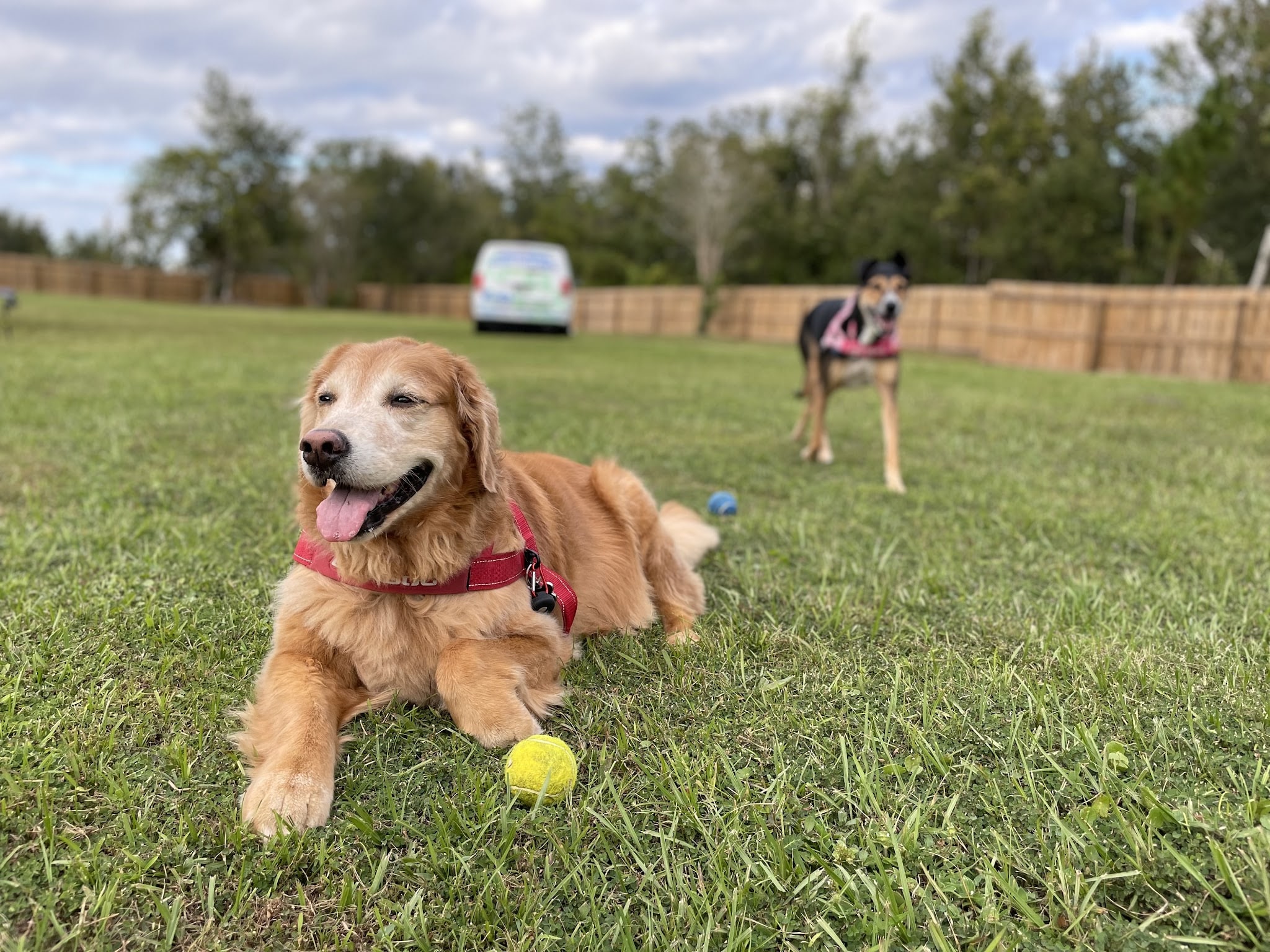 It's A Dog's World - St Cloud, FL