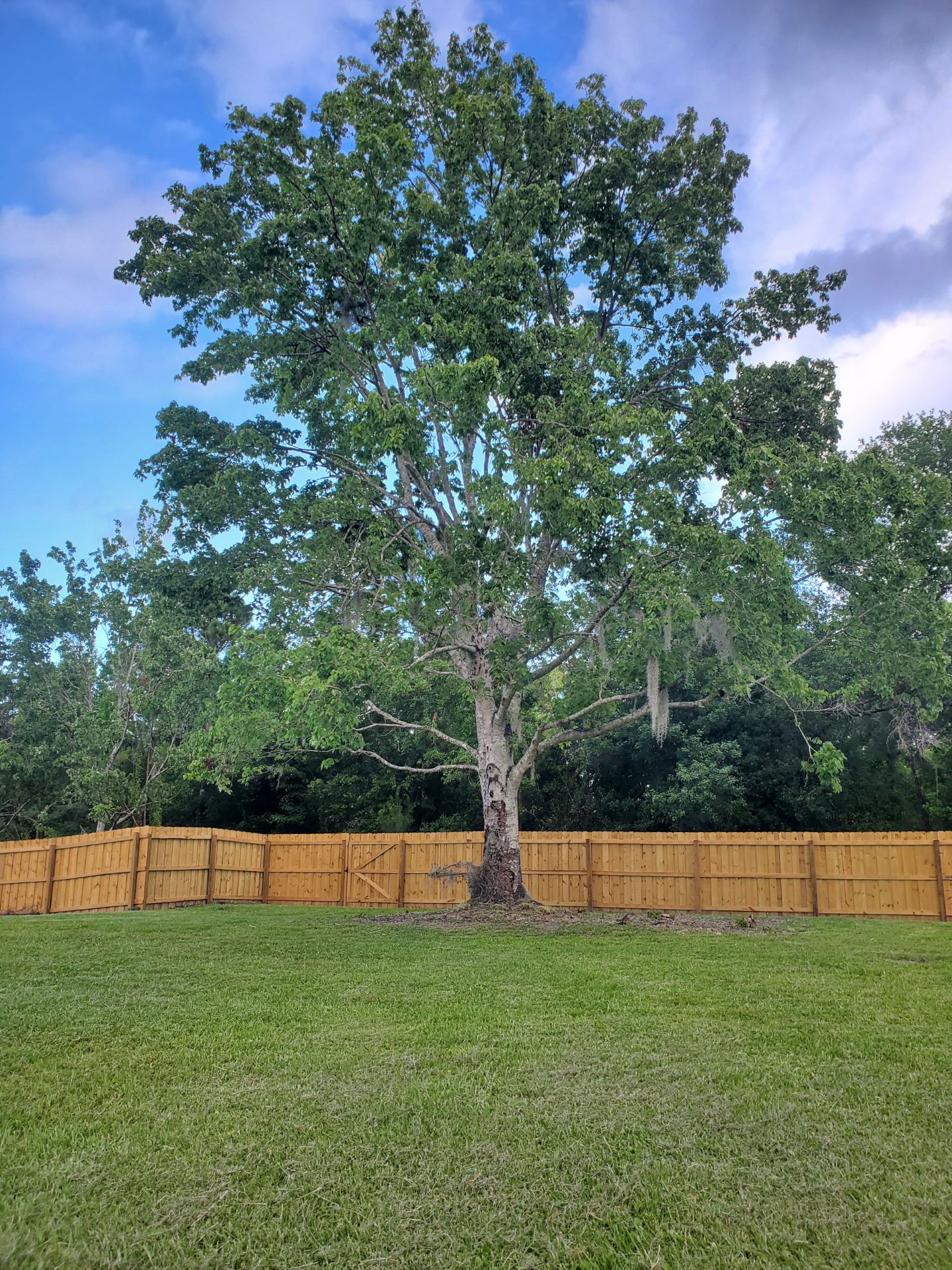 It's A Dog's World - St Cloud, FL