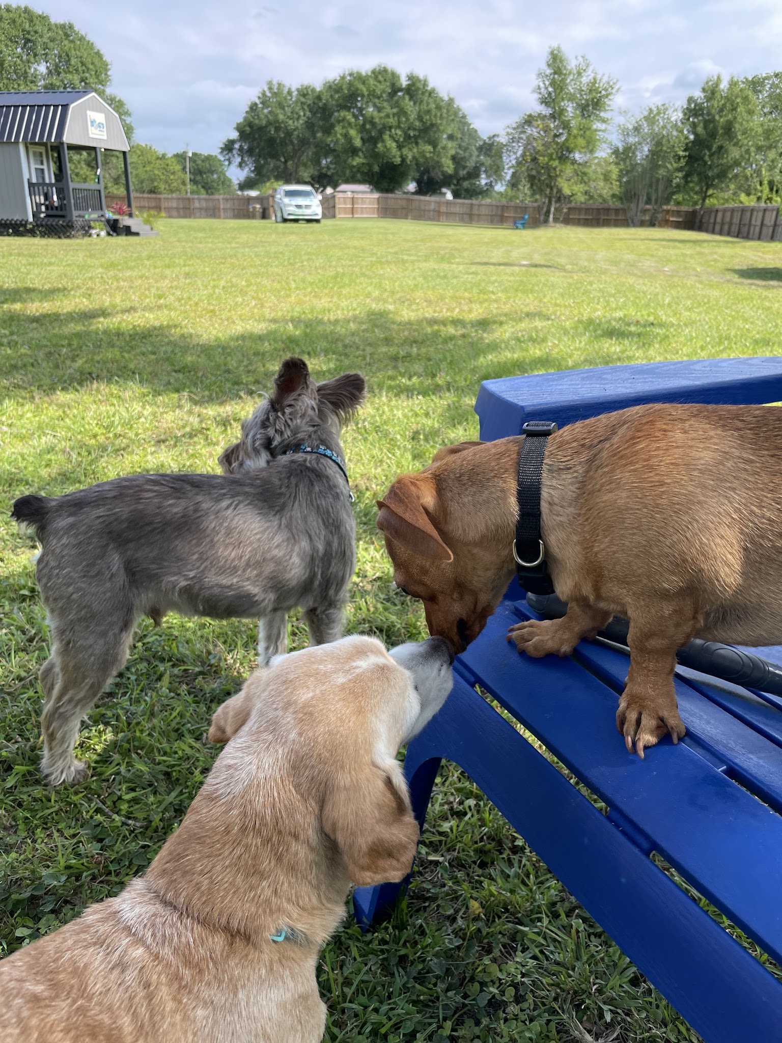 It's A Dog's World - St Cloud, FL