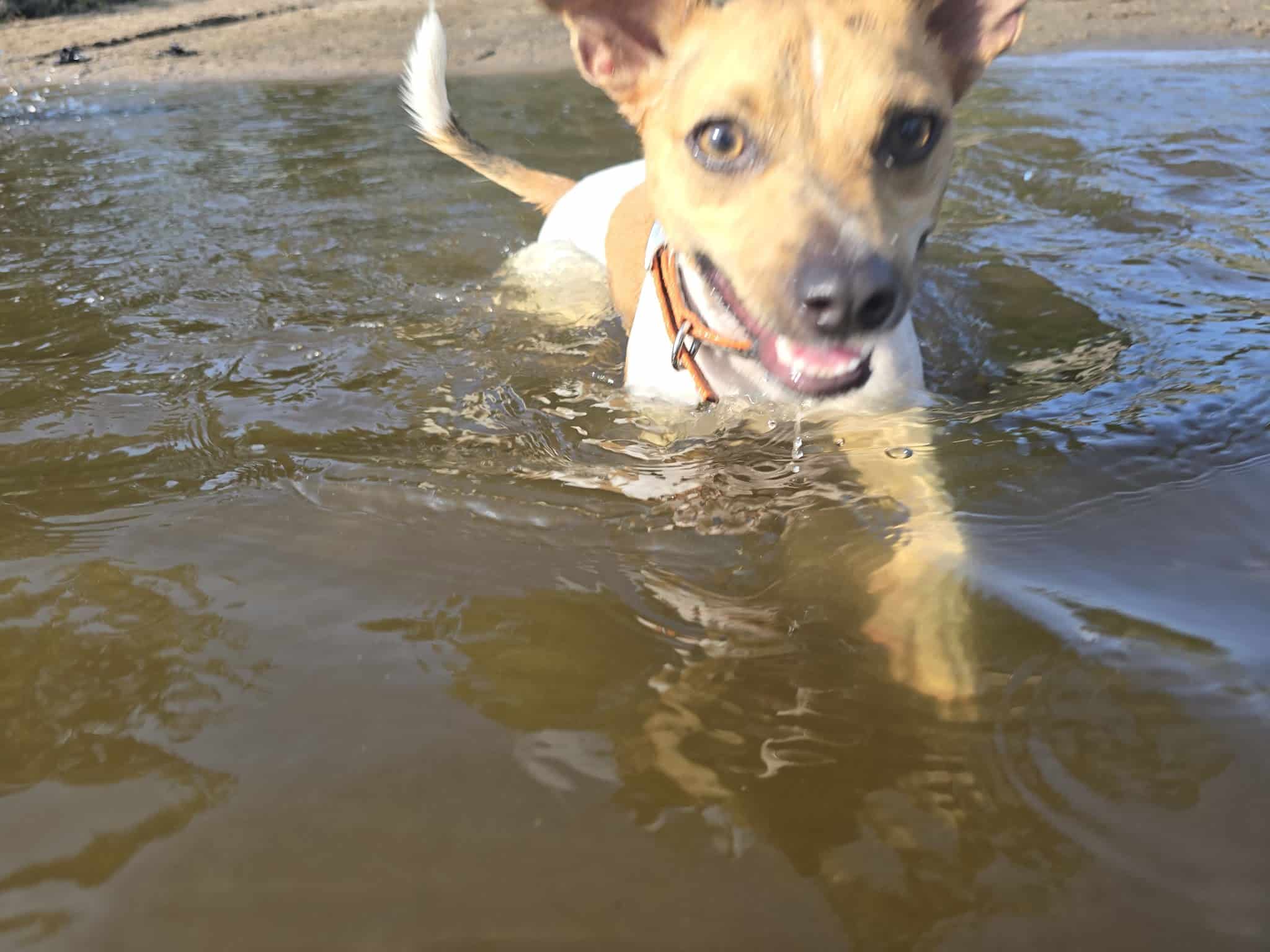 Wilson Park, Dog park - St Cloud, MN