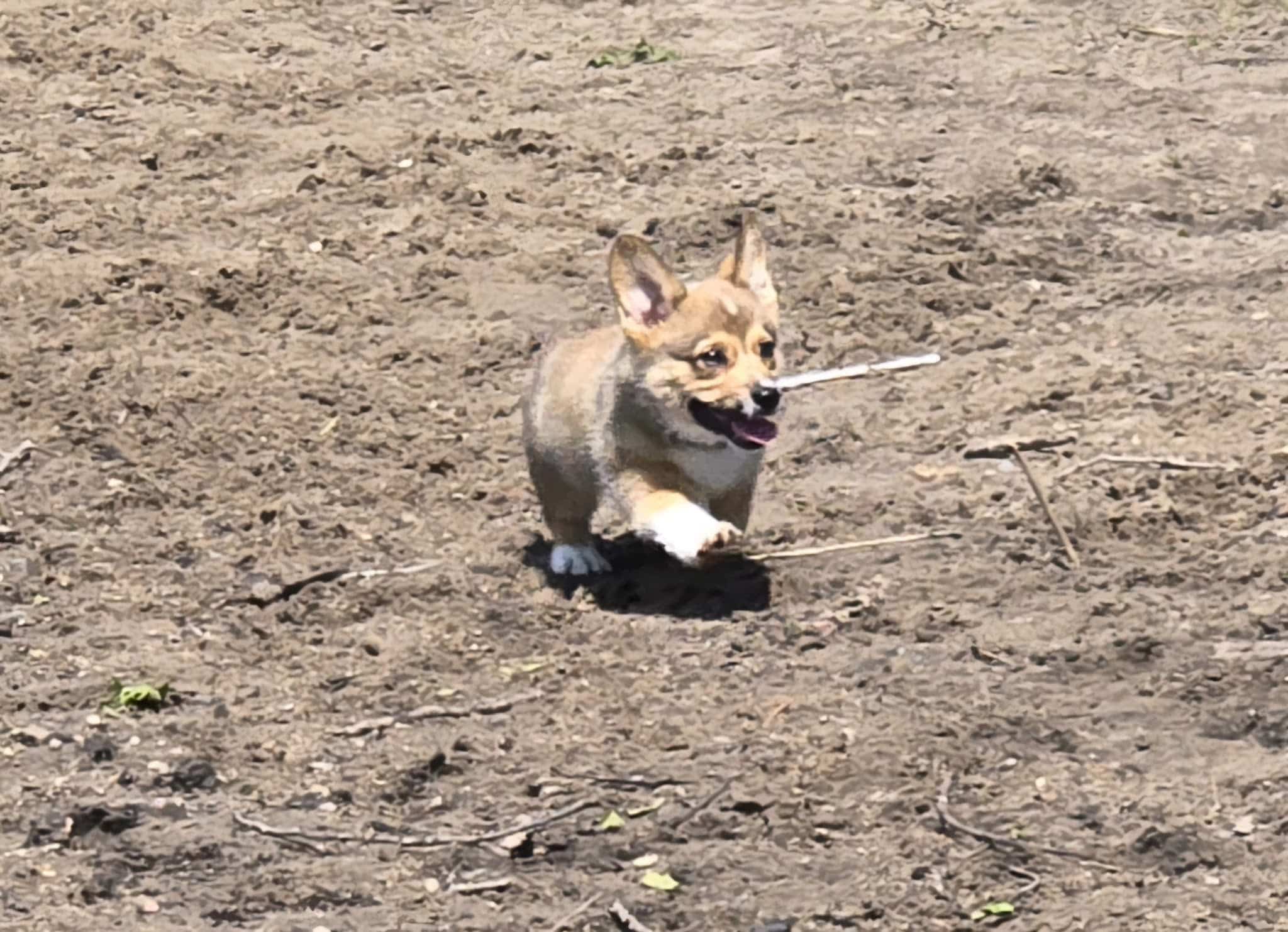 Wilson Park, Dog park - St Cloud, MN