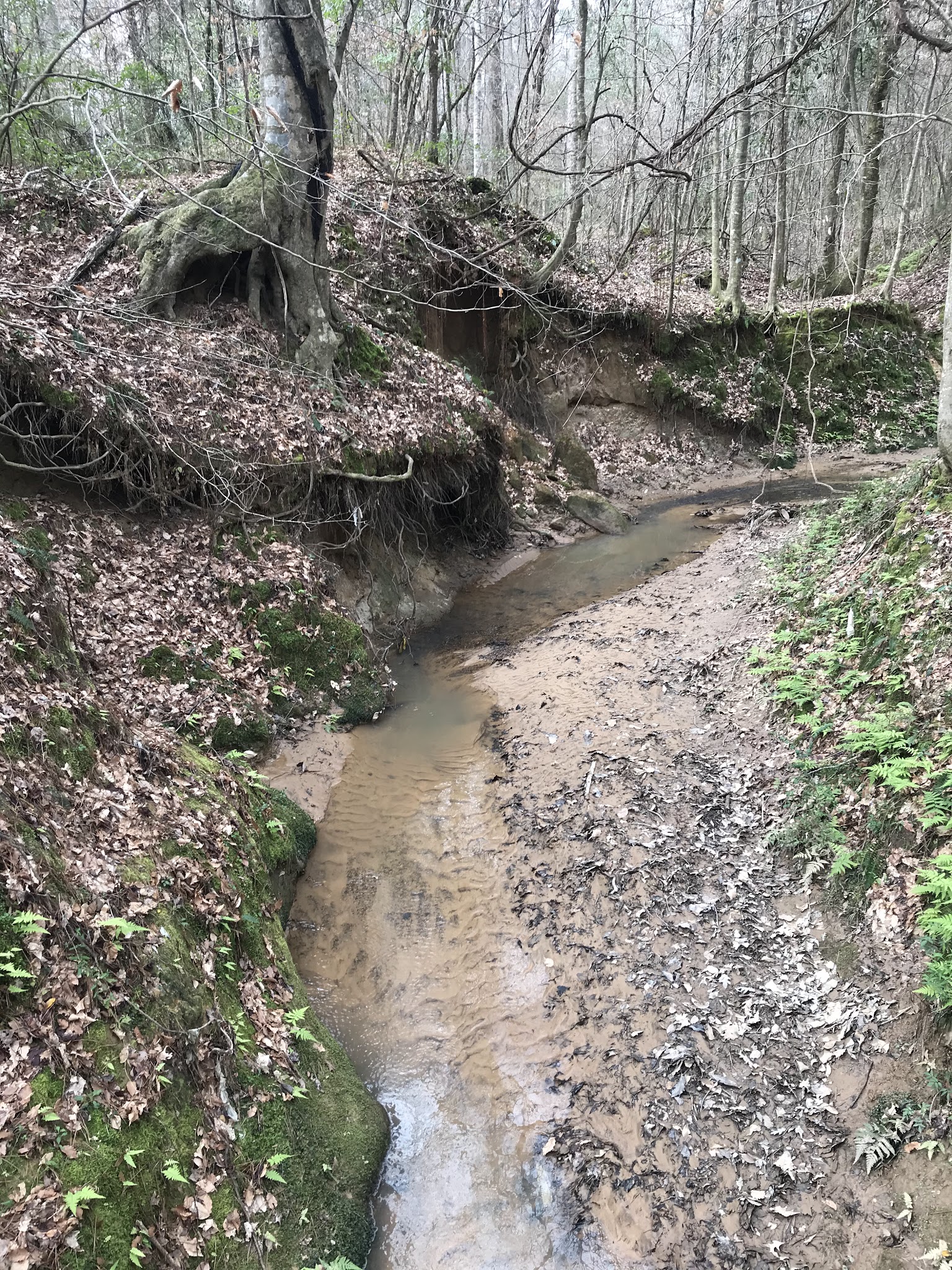 Mary Ann Brown Nature Preserve - St Francisville, LA
