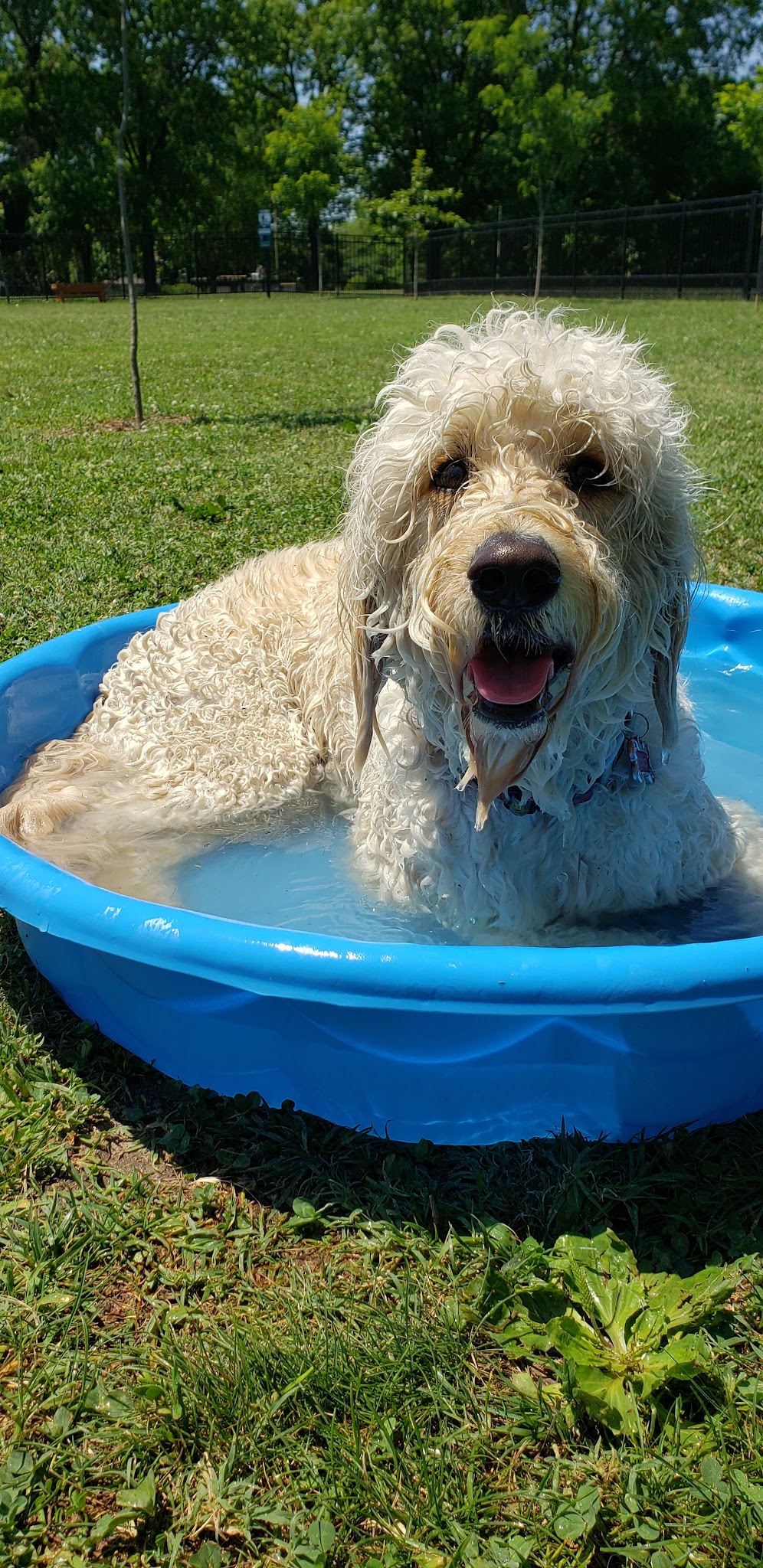 Cherokee Dog Park - St. Louis, MO