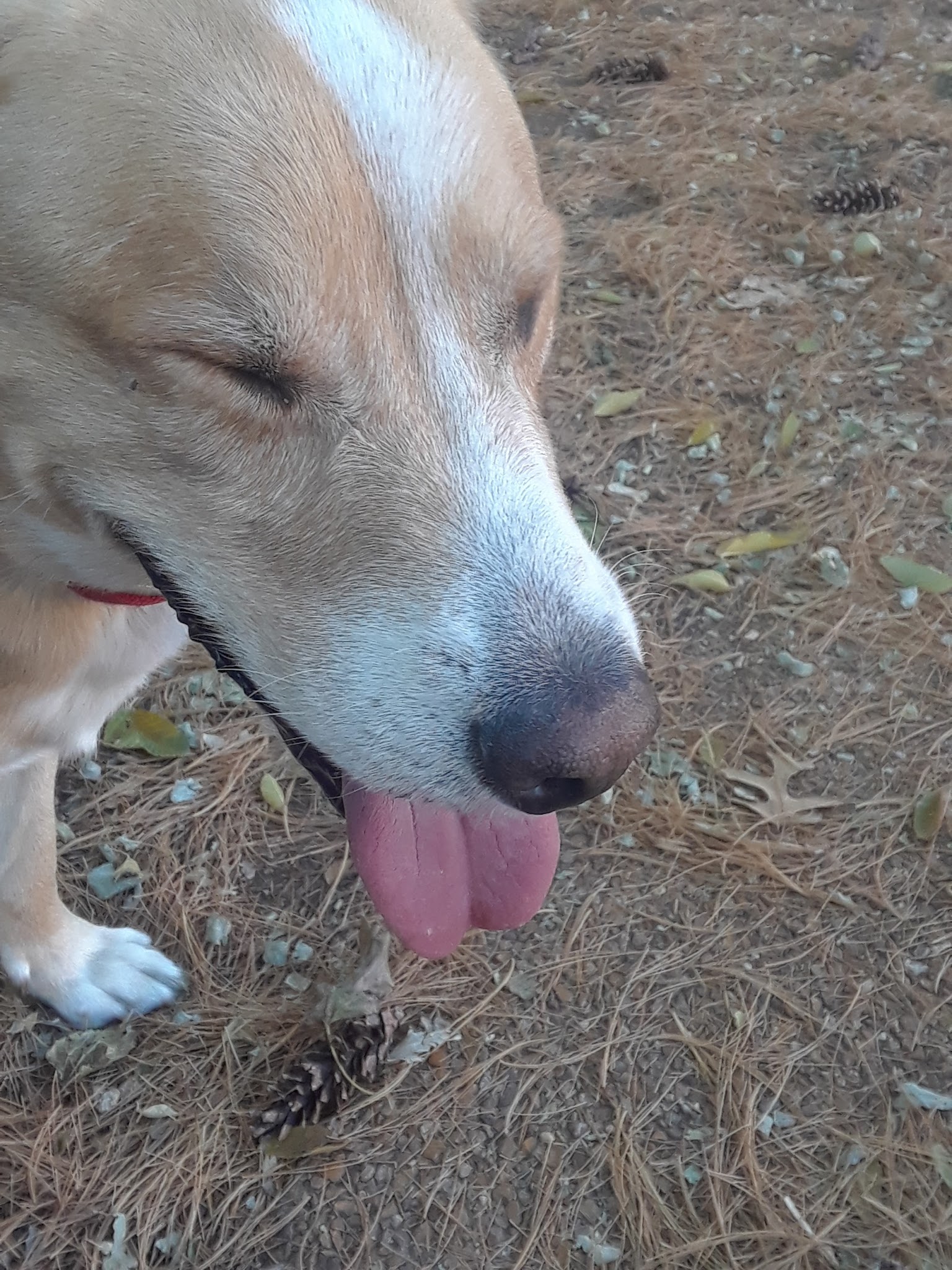 Cherokee Dog Park - St. Louis, MO