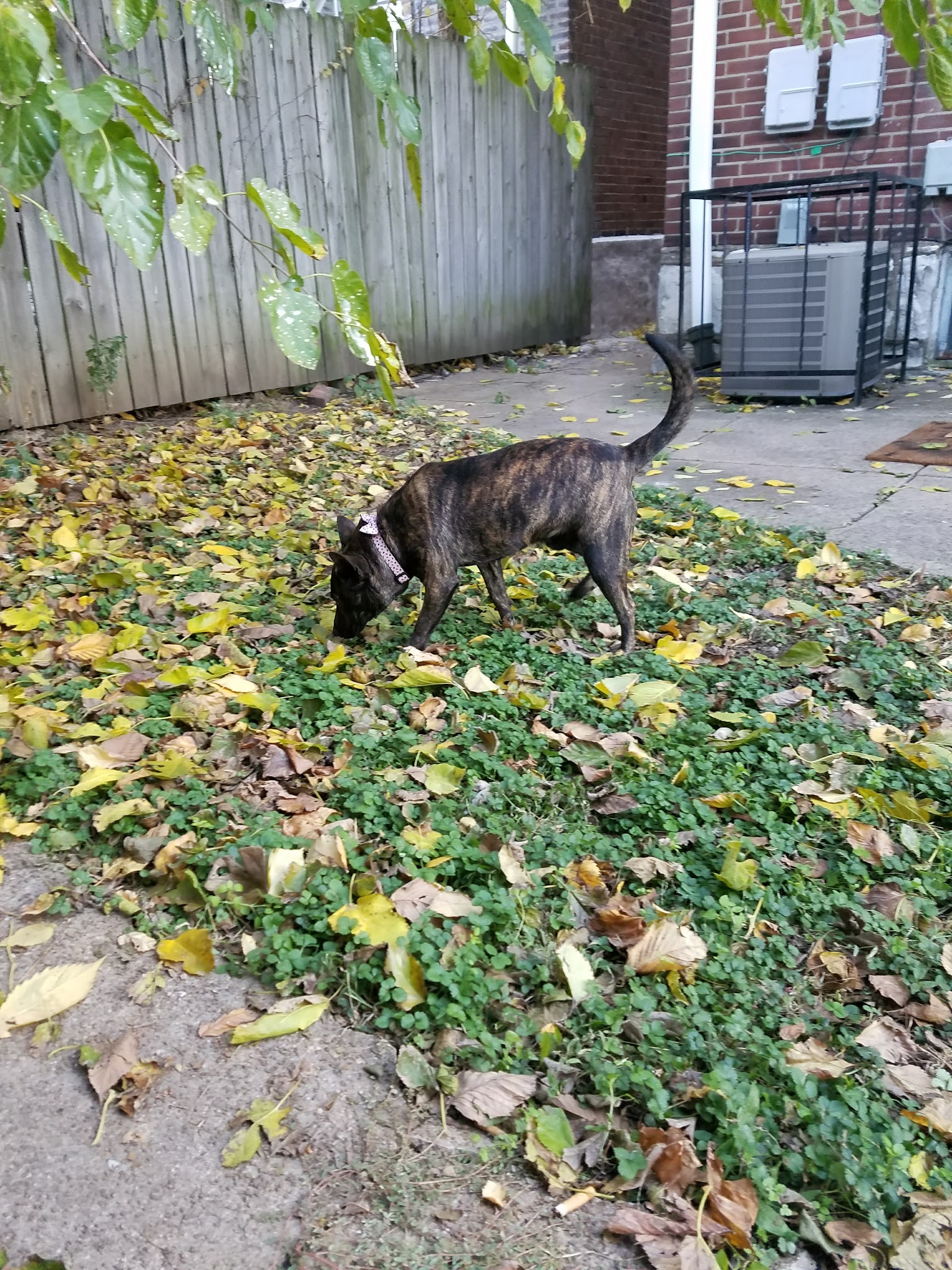 Cherokee Dog Park - St. Louis, MO