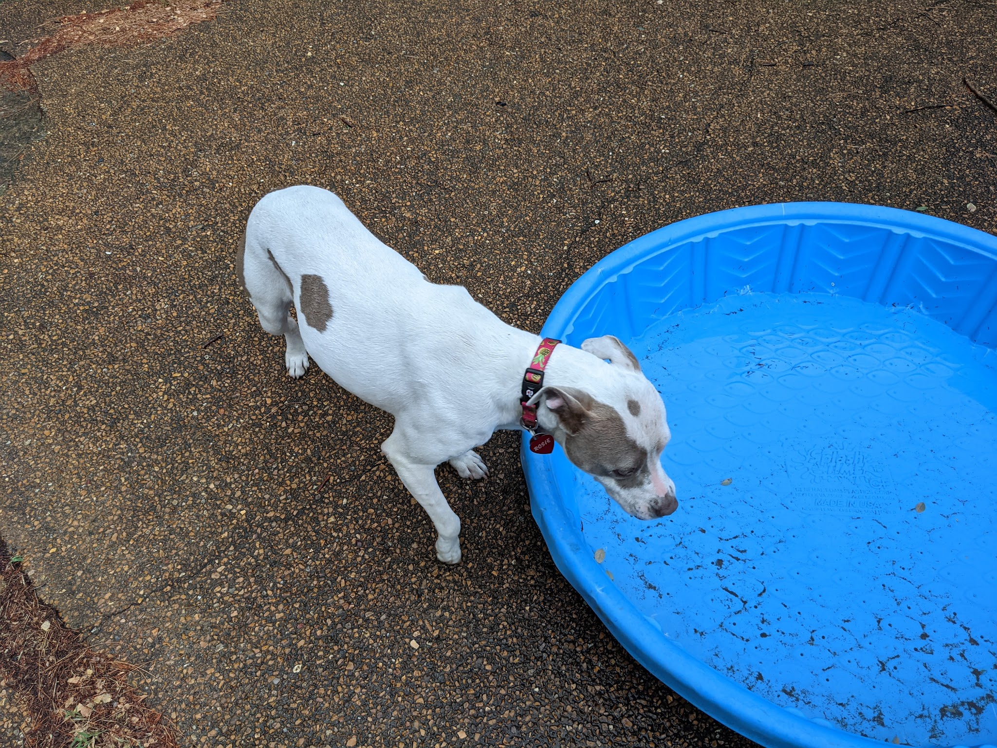 Cherokee Dog Park - St. Louis, MO