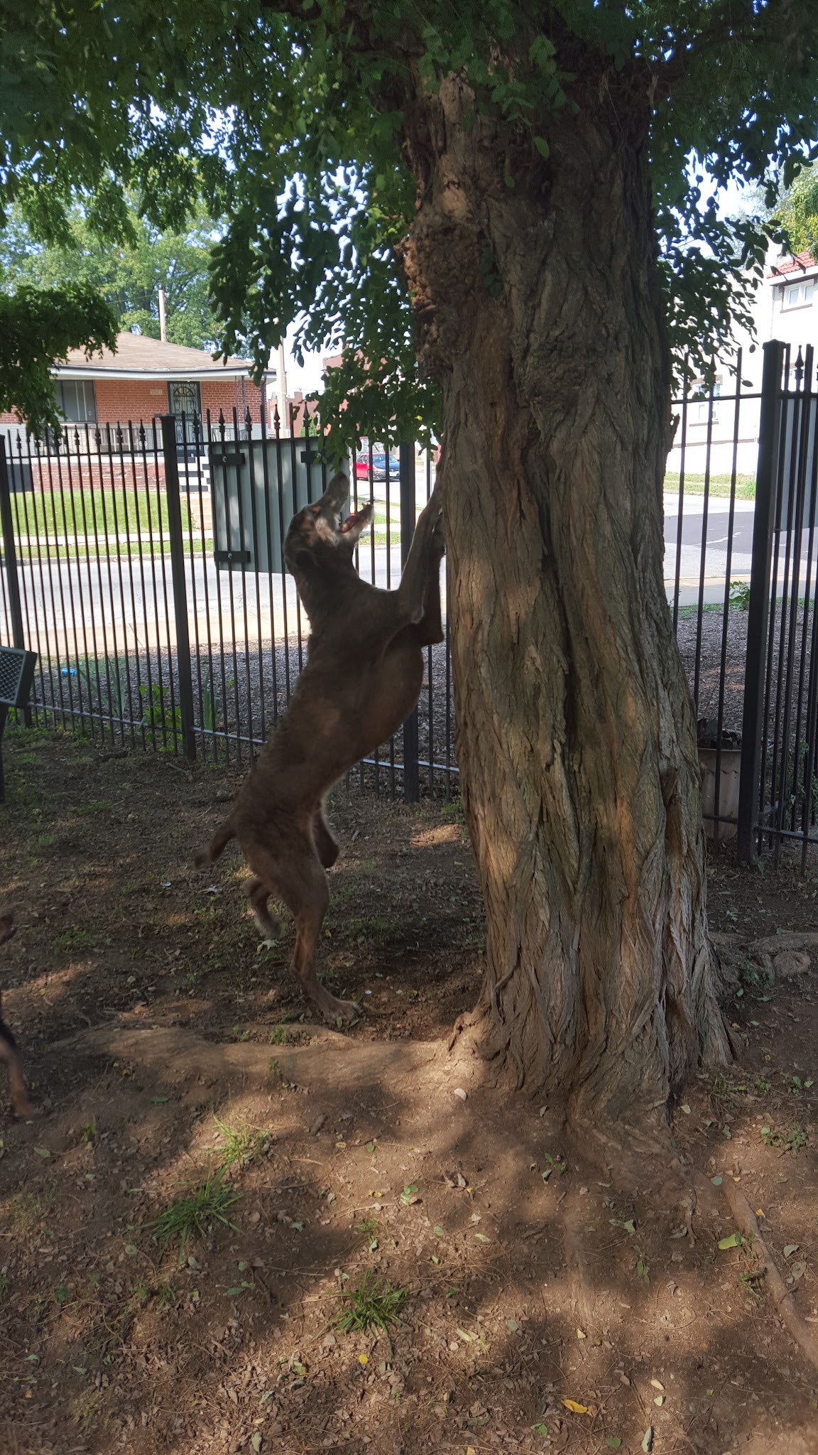 Cherokee Dog Park - St. Louis, MO