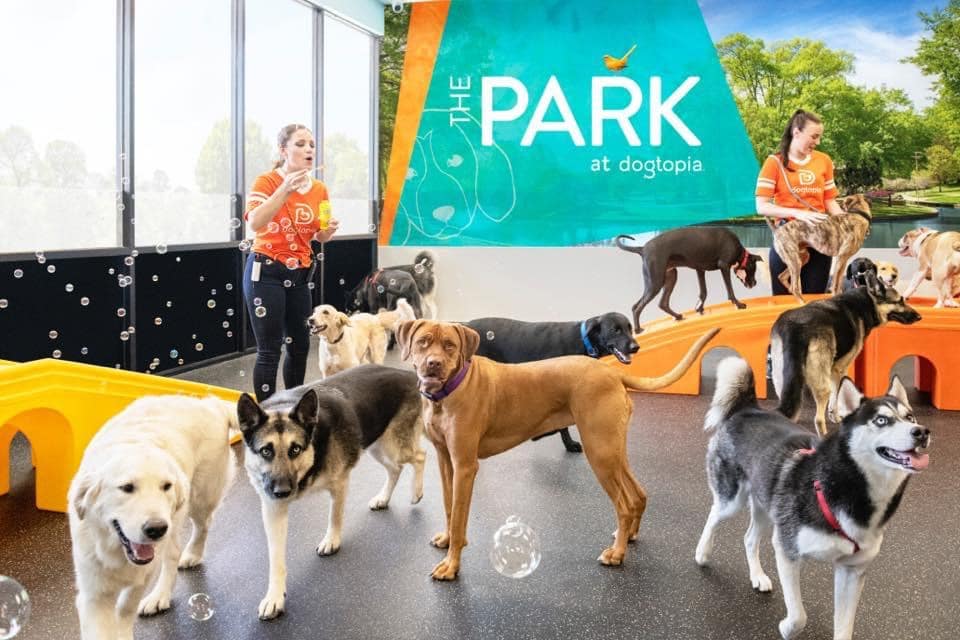 Dogtopia of Rock Hill - St. Louis, MO