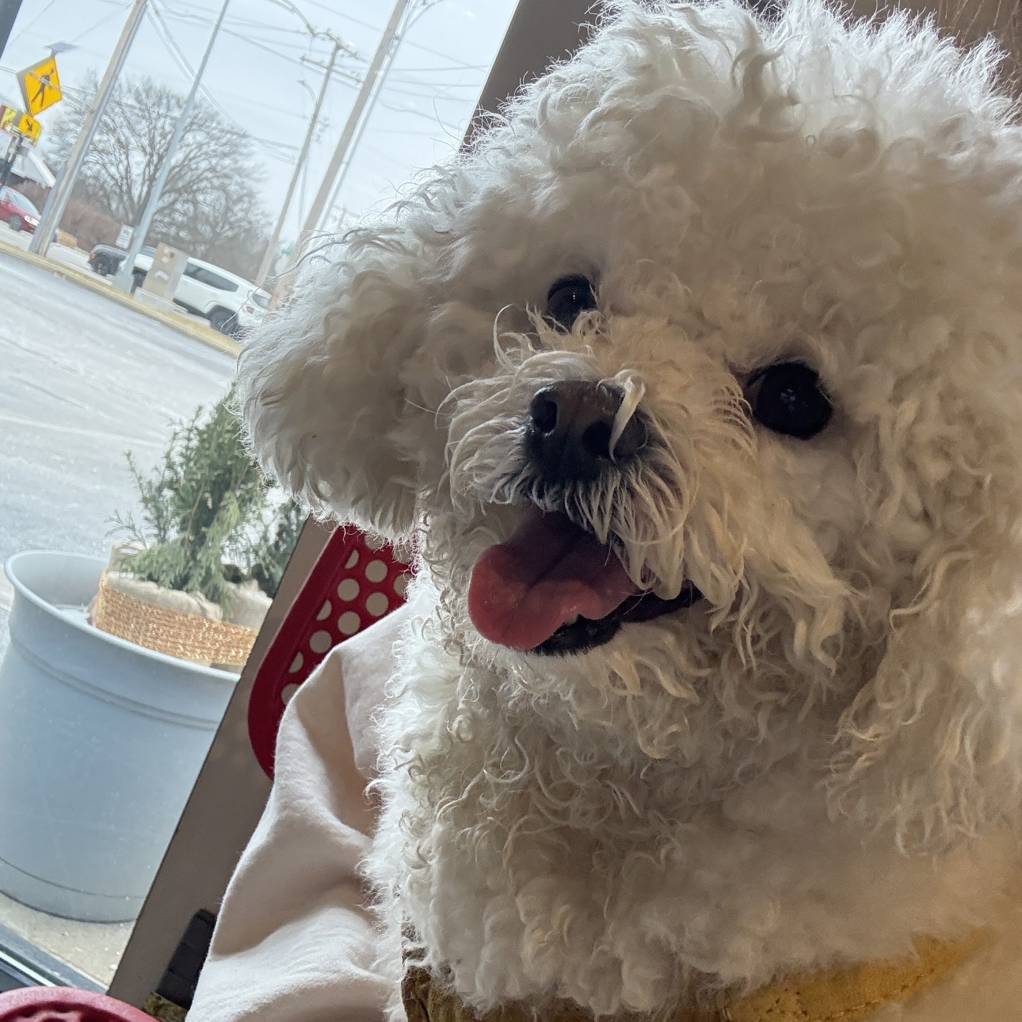 No Leash Needed - St. Louis, MO