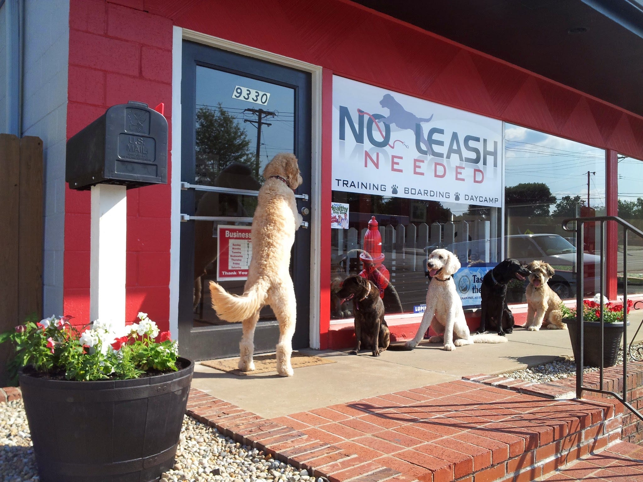 No Leash Needed - St. Louis, MO